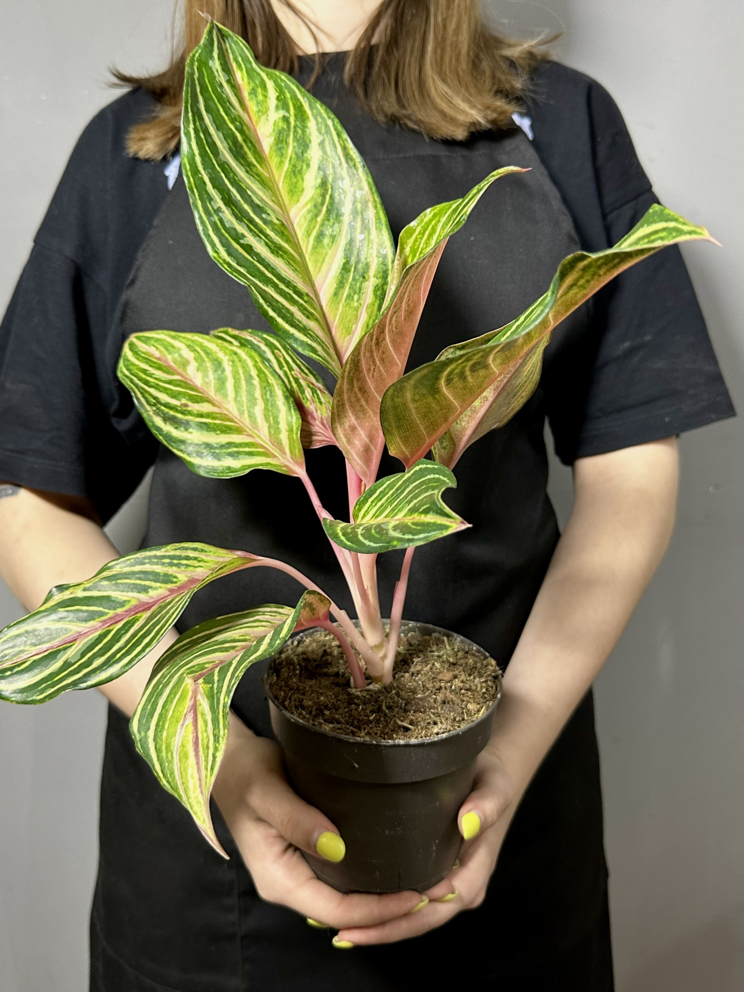 Аглаонема Дримкетчер (Aglaonema Dreamcatcher) D12см
