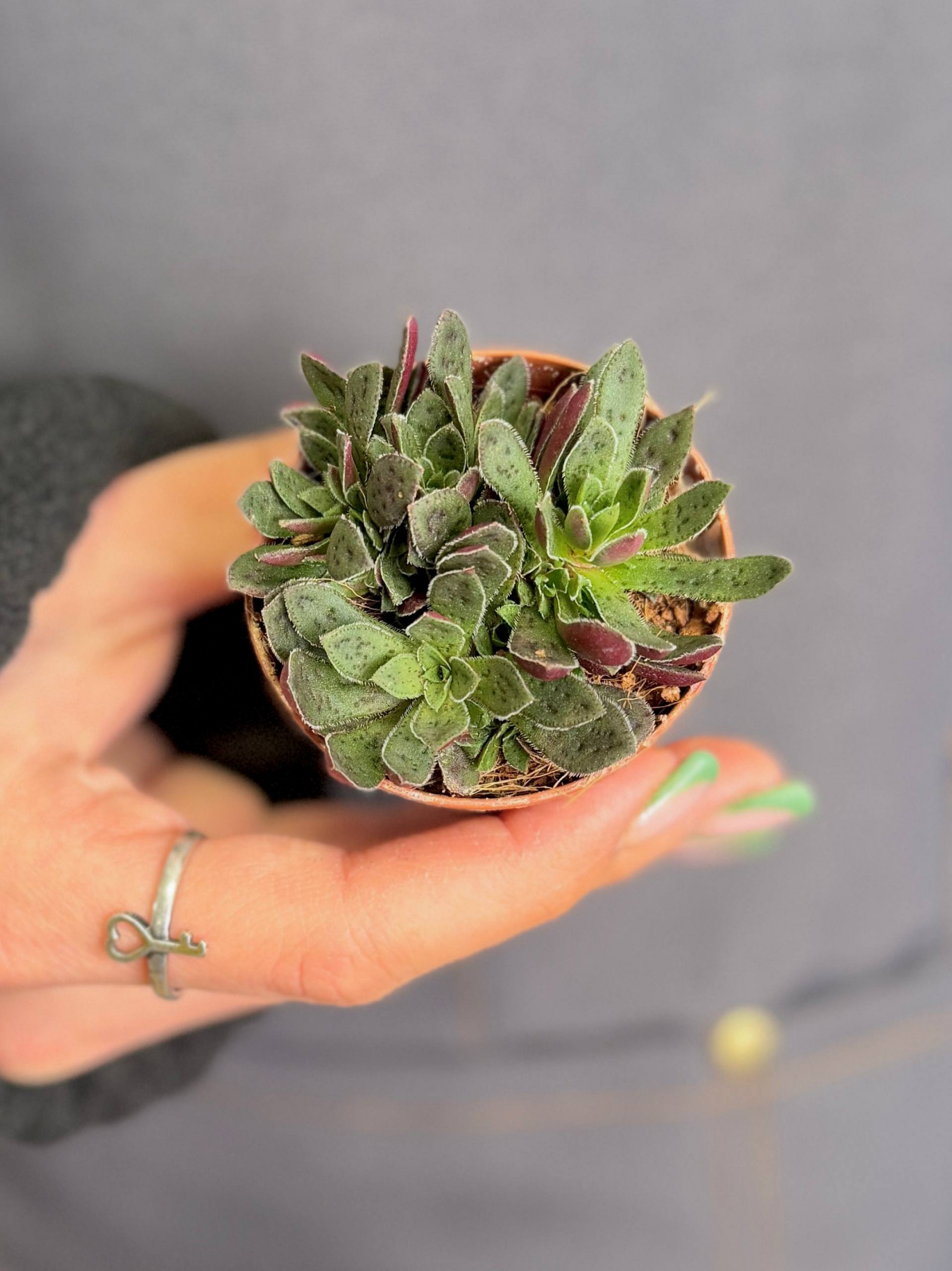 Крассула Пиктурата (Crassula Picturata) D5см