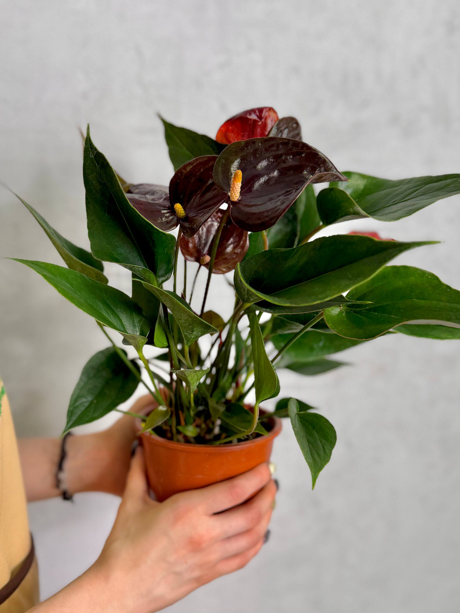 Антуриум Челси Шоколад (Anthurium Andreanum Chelsey Chocolate) D12см