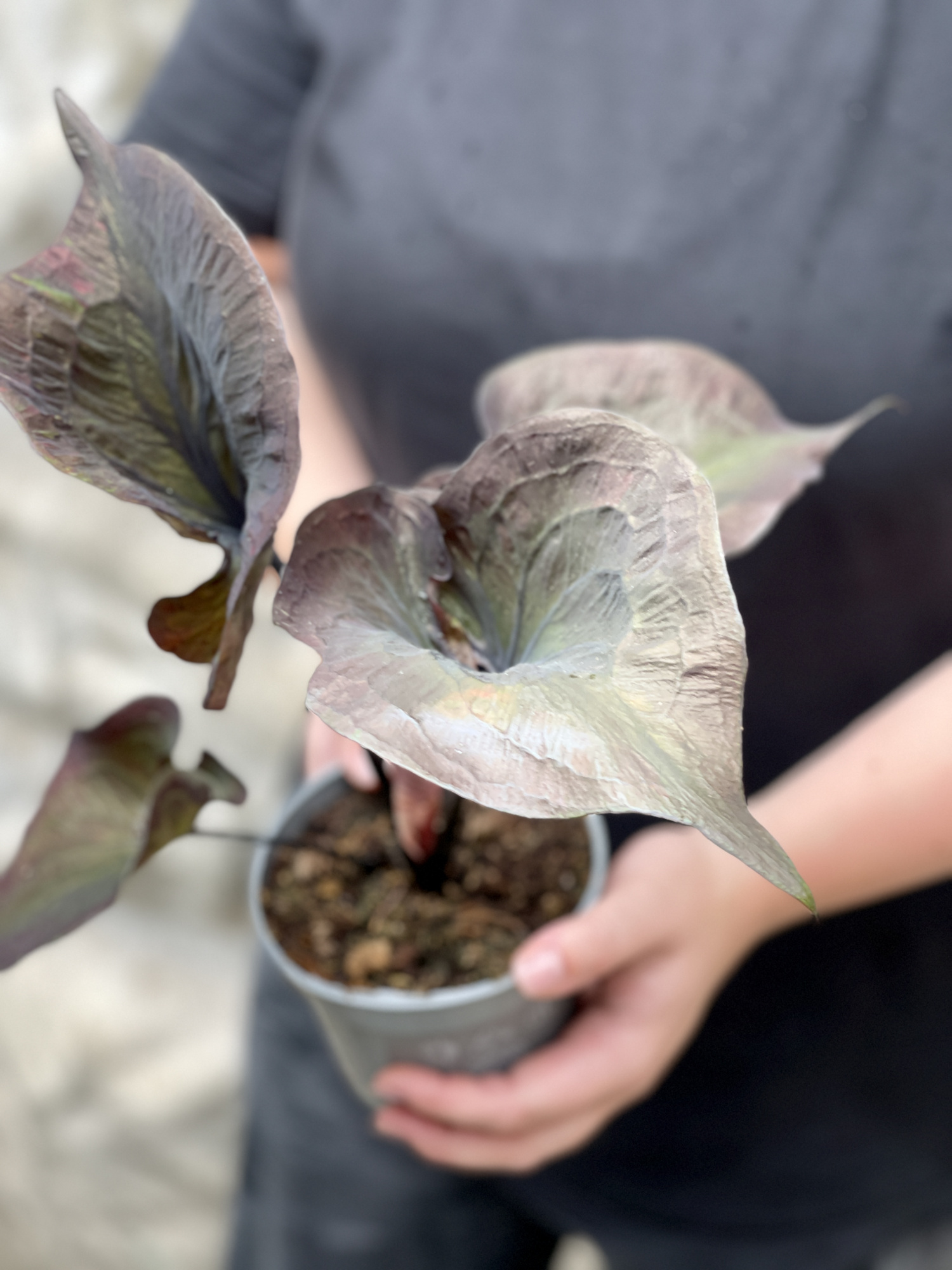 Каладиум Блэк Гибрид (Caladium Black Hibrid) D12см