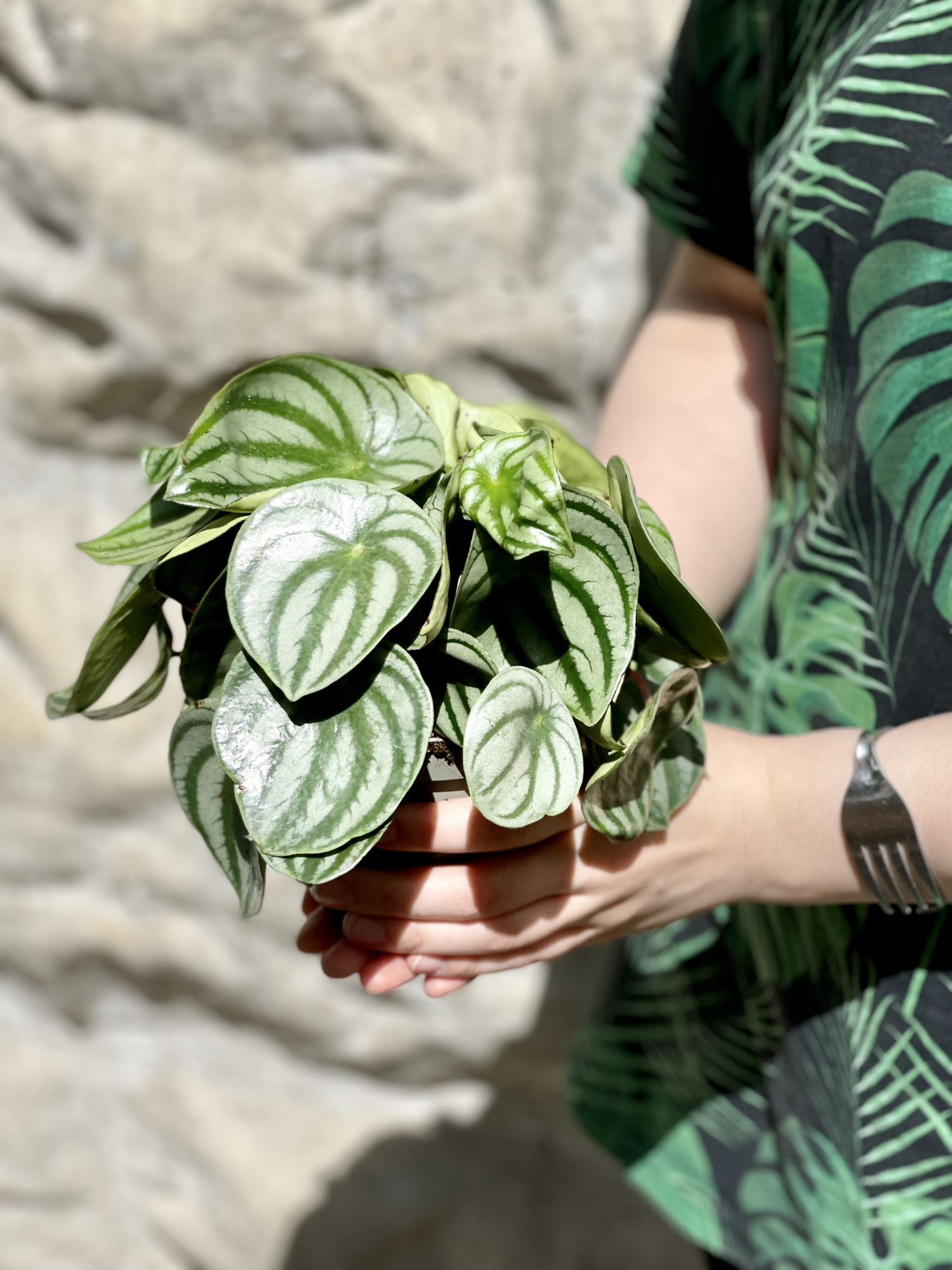 Пеперомия Арбузная (Peperomia Argyreia Watermelon) D11см