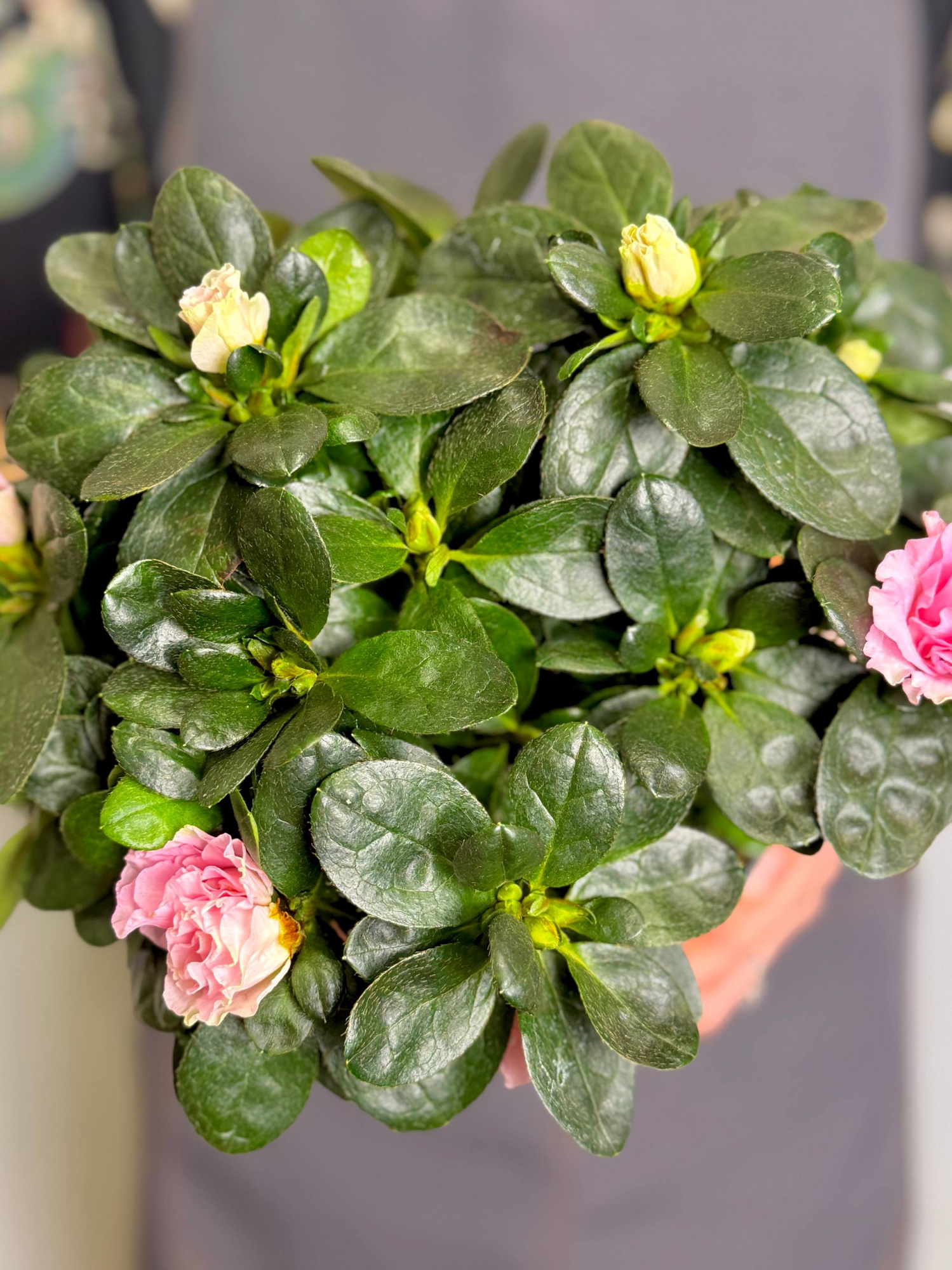 Азалия (Рододендрон) Индийская розовая (Azalea Indica Pink) D13см