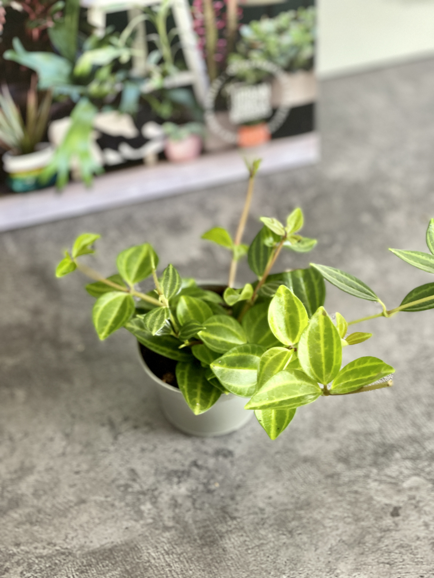 Пеперомия Ангулата Страйб (Peperomia Angulata Stribe) D5см