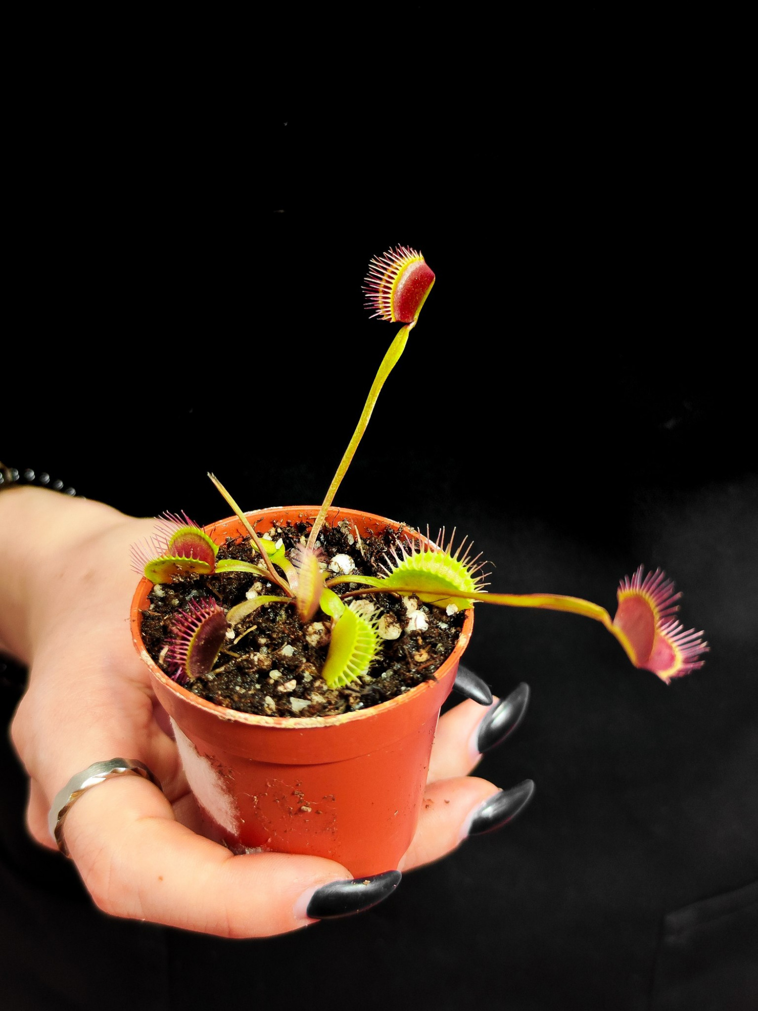 Венерина Мухоловка Гигантская (Dionaea Muscipula Gigantea) D5см