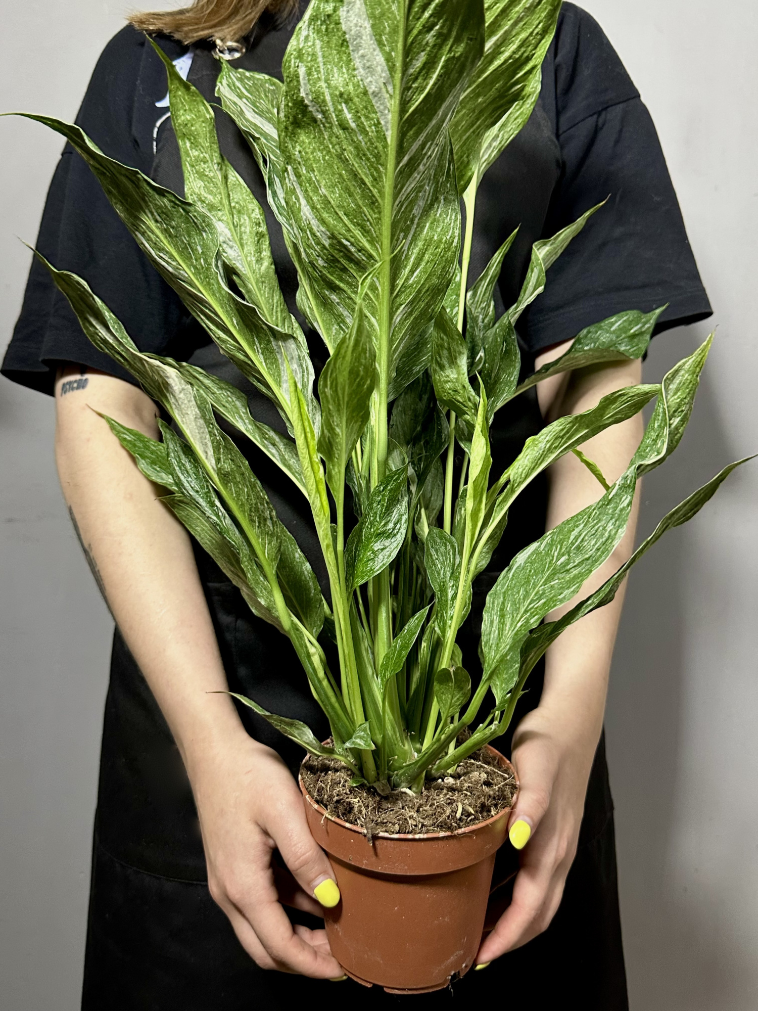 Спатифиллум Вариегатный Даймонд (Spathiphyllum Diamond Variegated) D12см