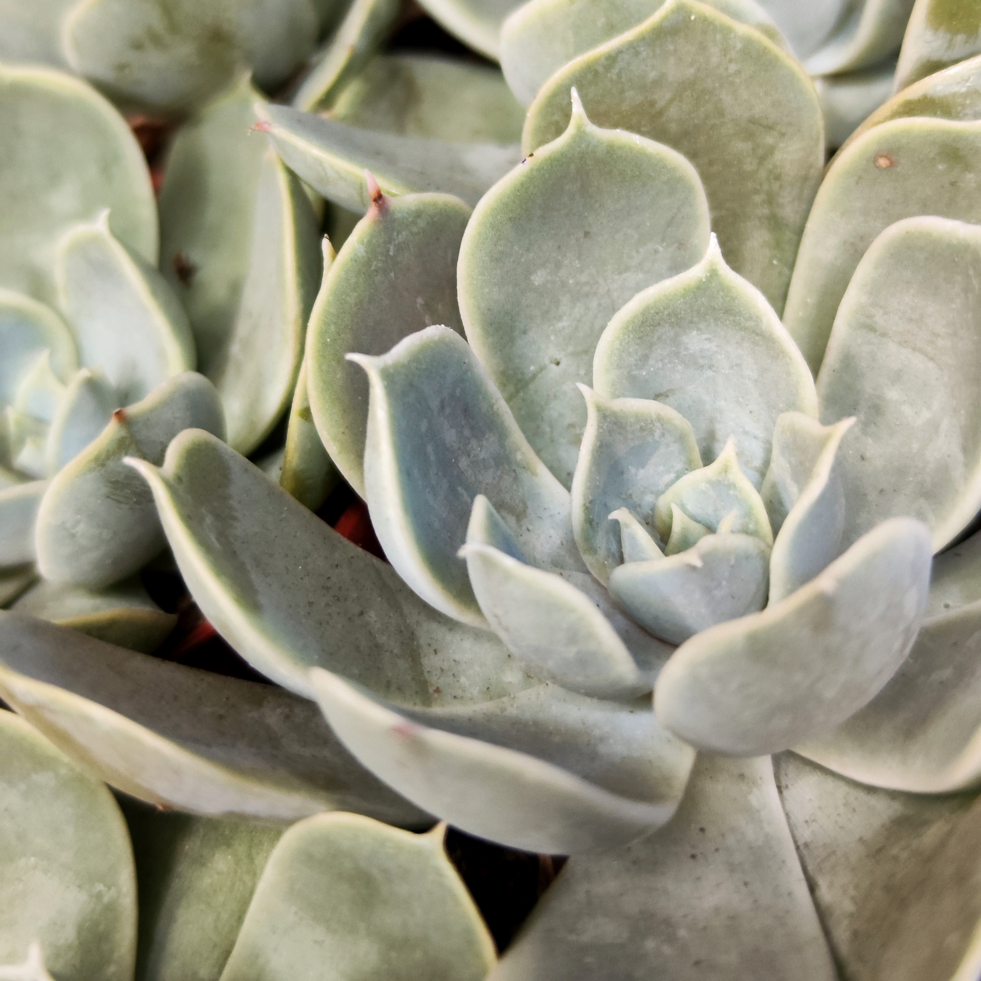 Эхеверия Электра (Echeveria Electra) D5см