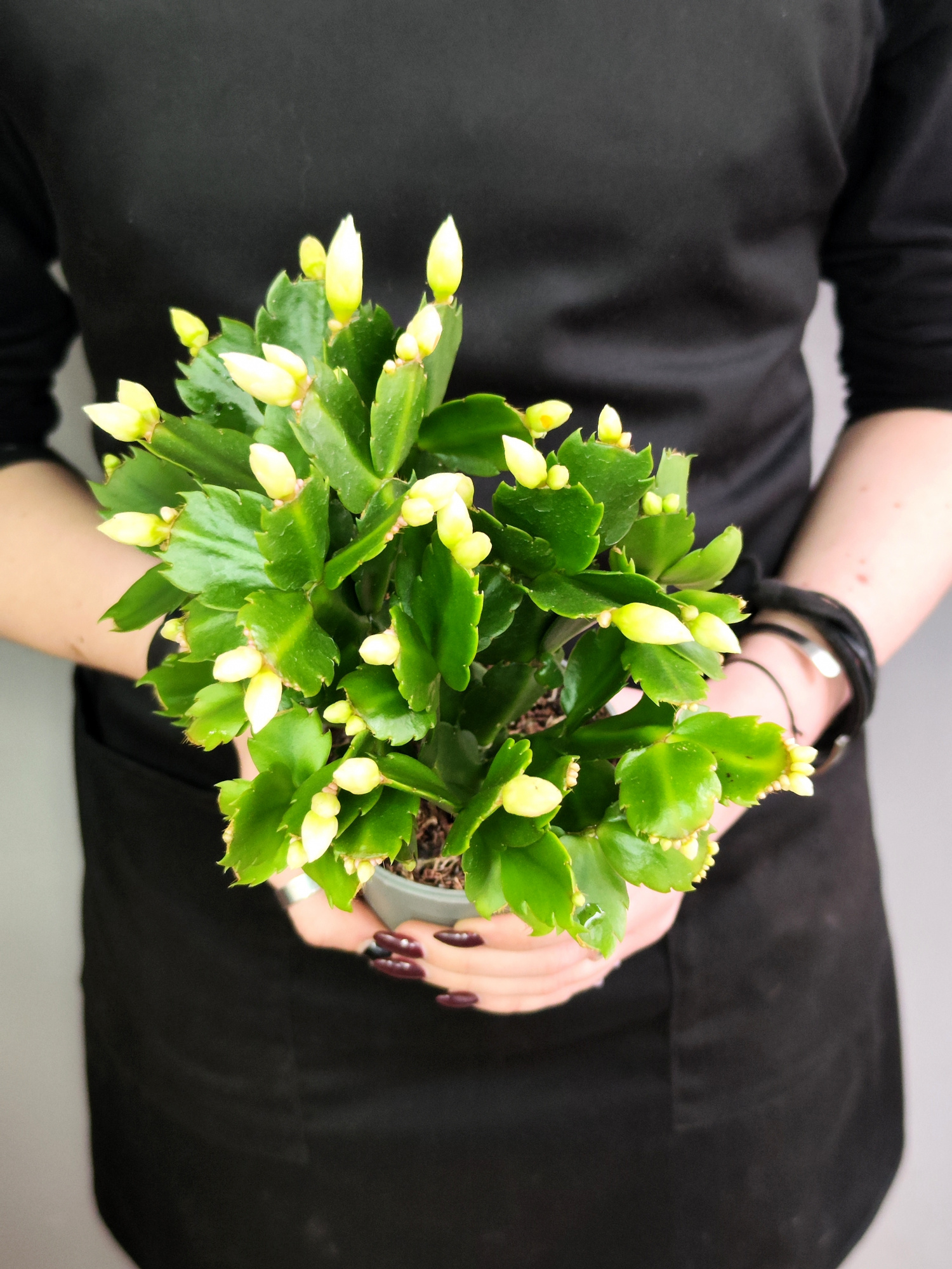 Декабрист Белый, или Шлюмбергера (Schlumbergera Tendenza White) D9см