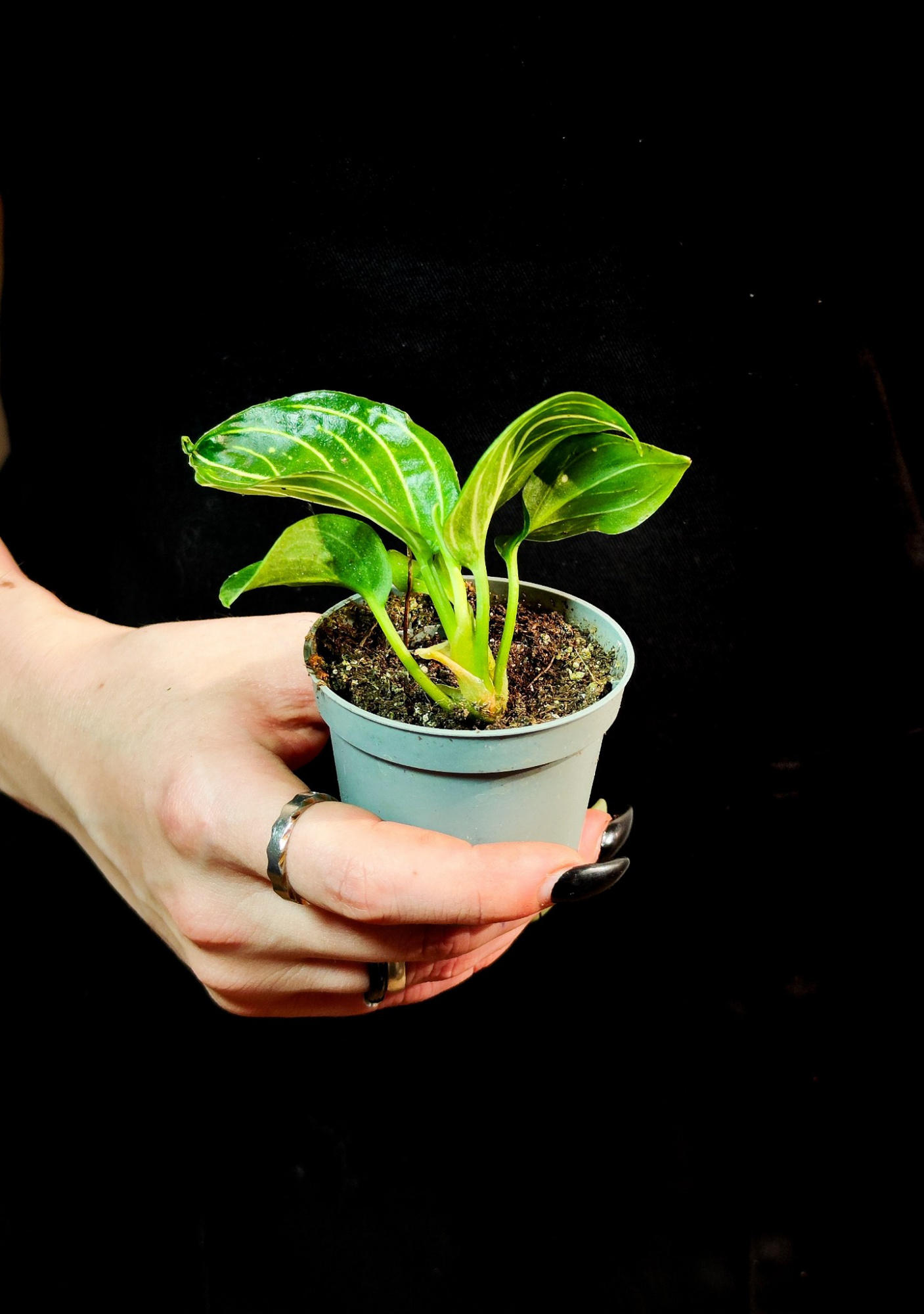Аглаонема Томс Прайд (Aglaonema Toms Pride) D6см