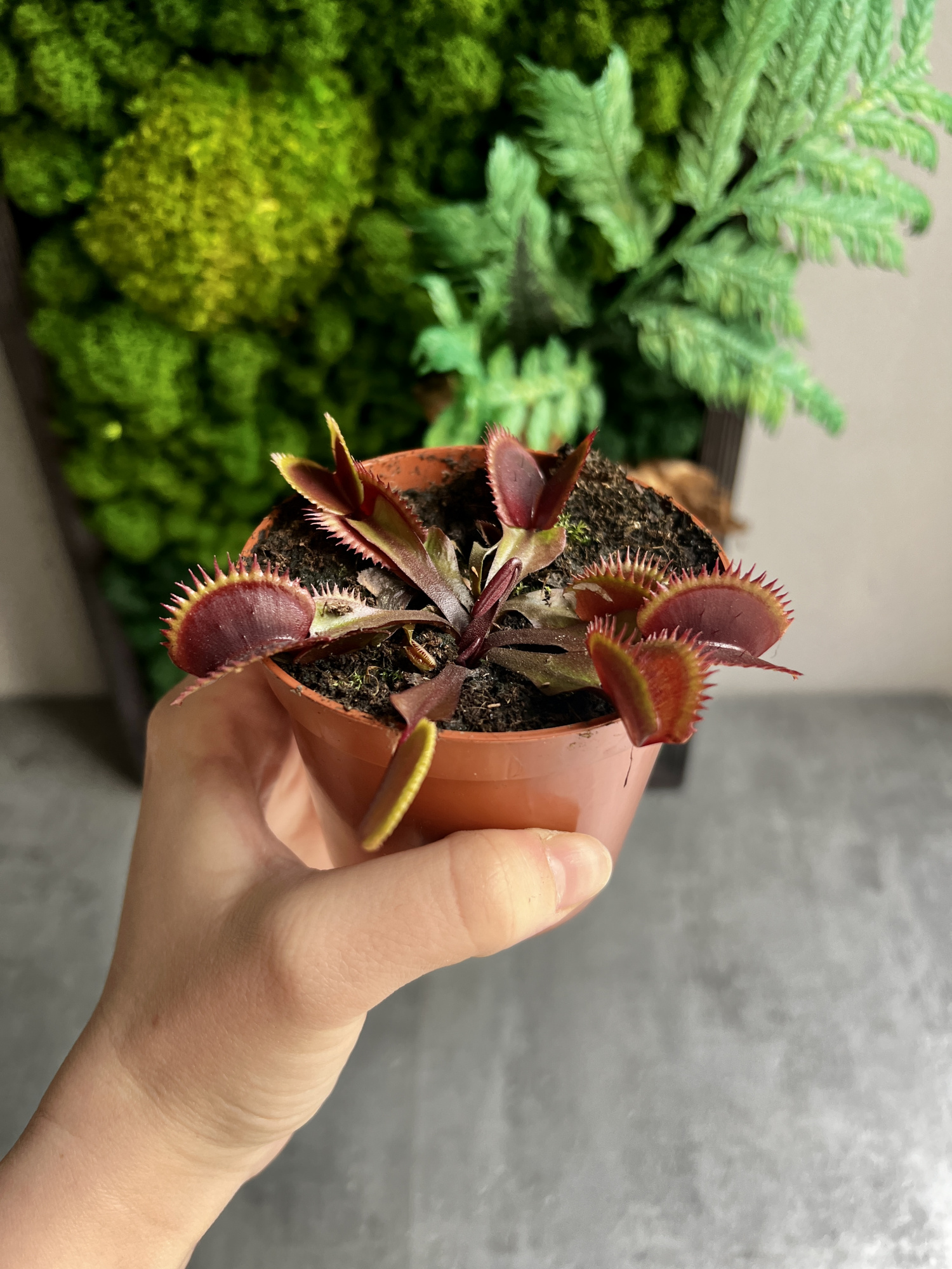 Венерина Мухоловка "Красный Дракон" (Dionaea Muscipula Red Dragon) D9см