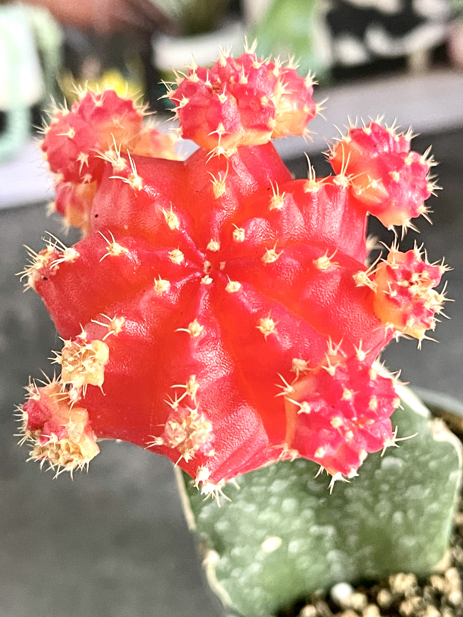 Гимнокалициум Михановича Оранжевый (Gymnocalycium Mihanovichii Orange) D5см