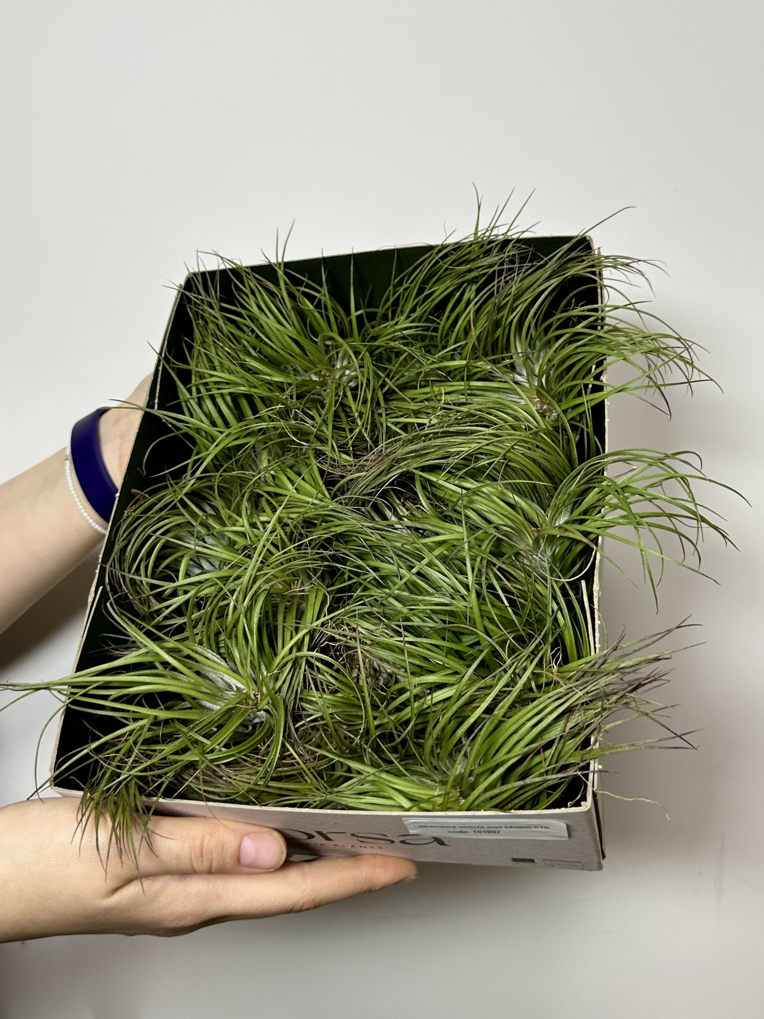 Тилландсия Стрикта Медиум (Tillandsia Stricta Medium)
