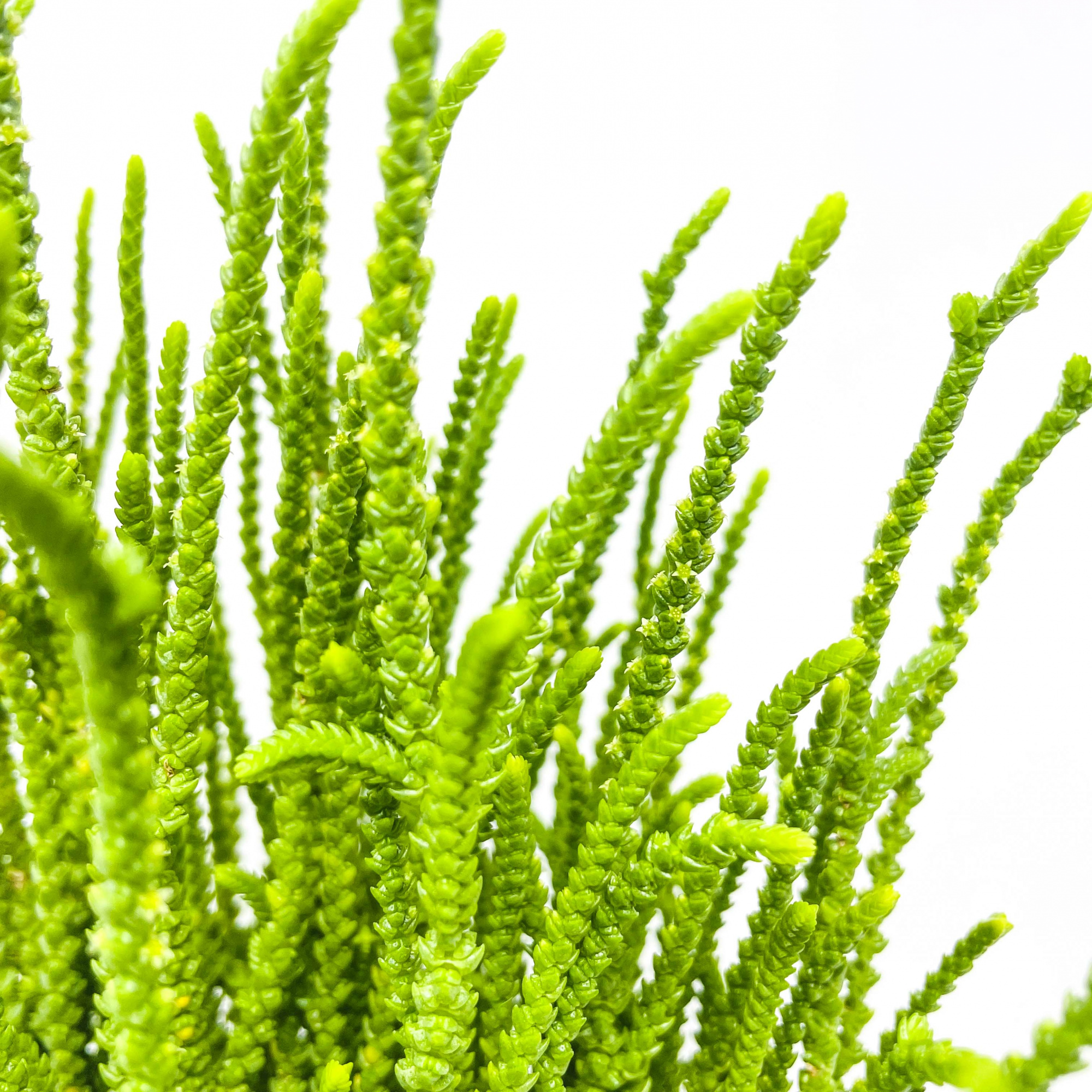 Крассула Плауновидная (Crassula lycopodioides) D5см