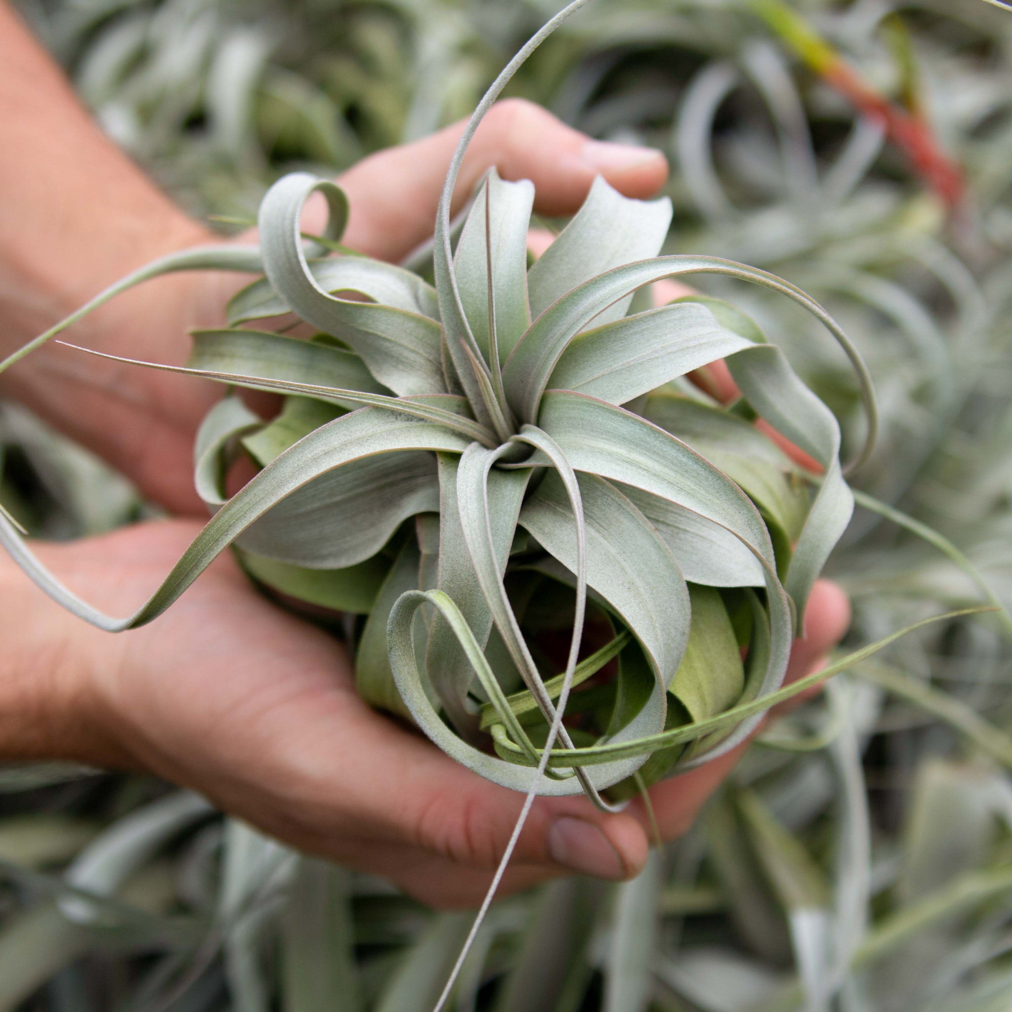 Тилландсия Ксерографика (Tillandsia Xerographica)