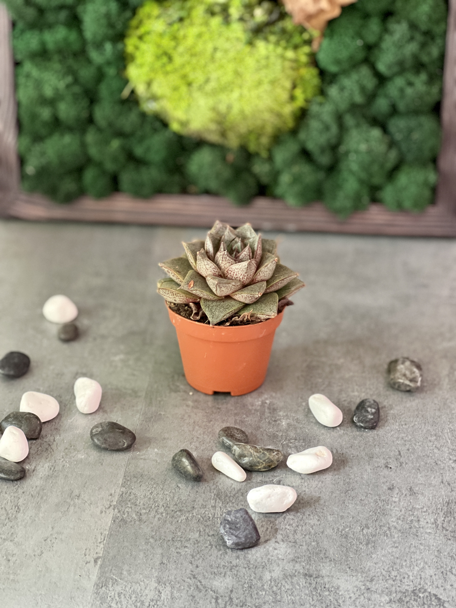 Эхеверия Пурпузорум (Echeveria Purpusorum) D5см