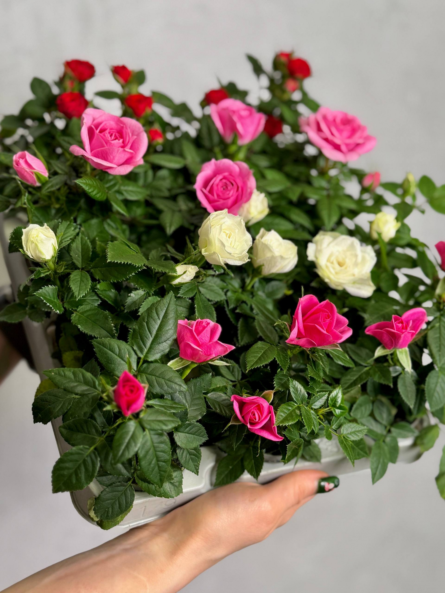 Роза Даника комнатная красная (Rosa Danica Red) D6см