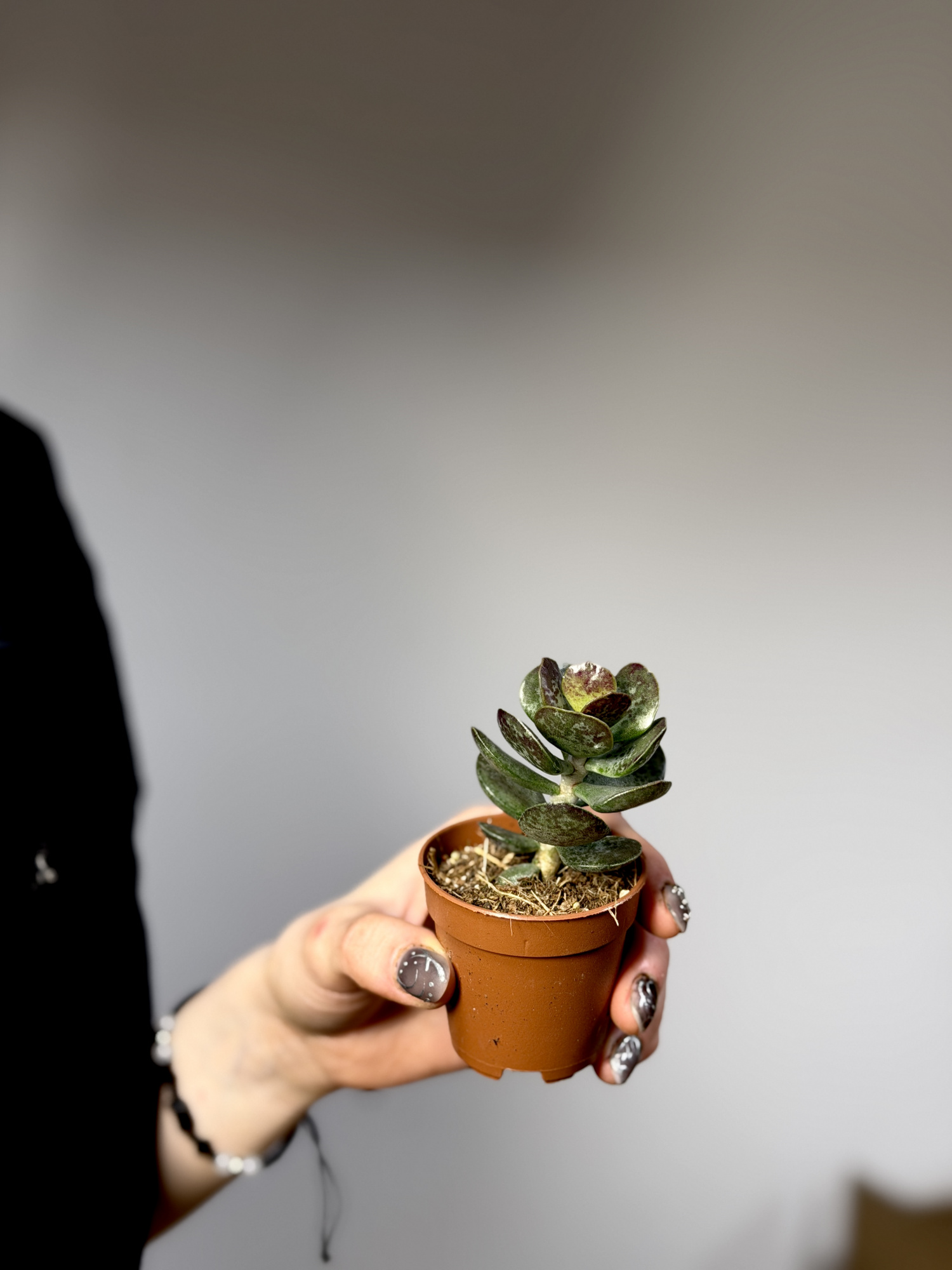 Адромискус Макулатус Гибрид Крапчатый (Adromischus Maculatus Hybrid) D5см
