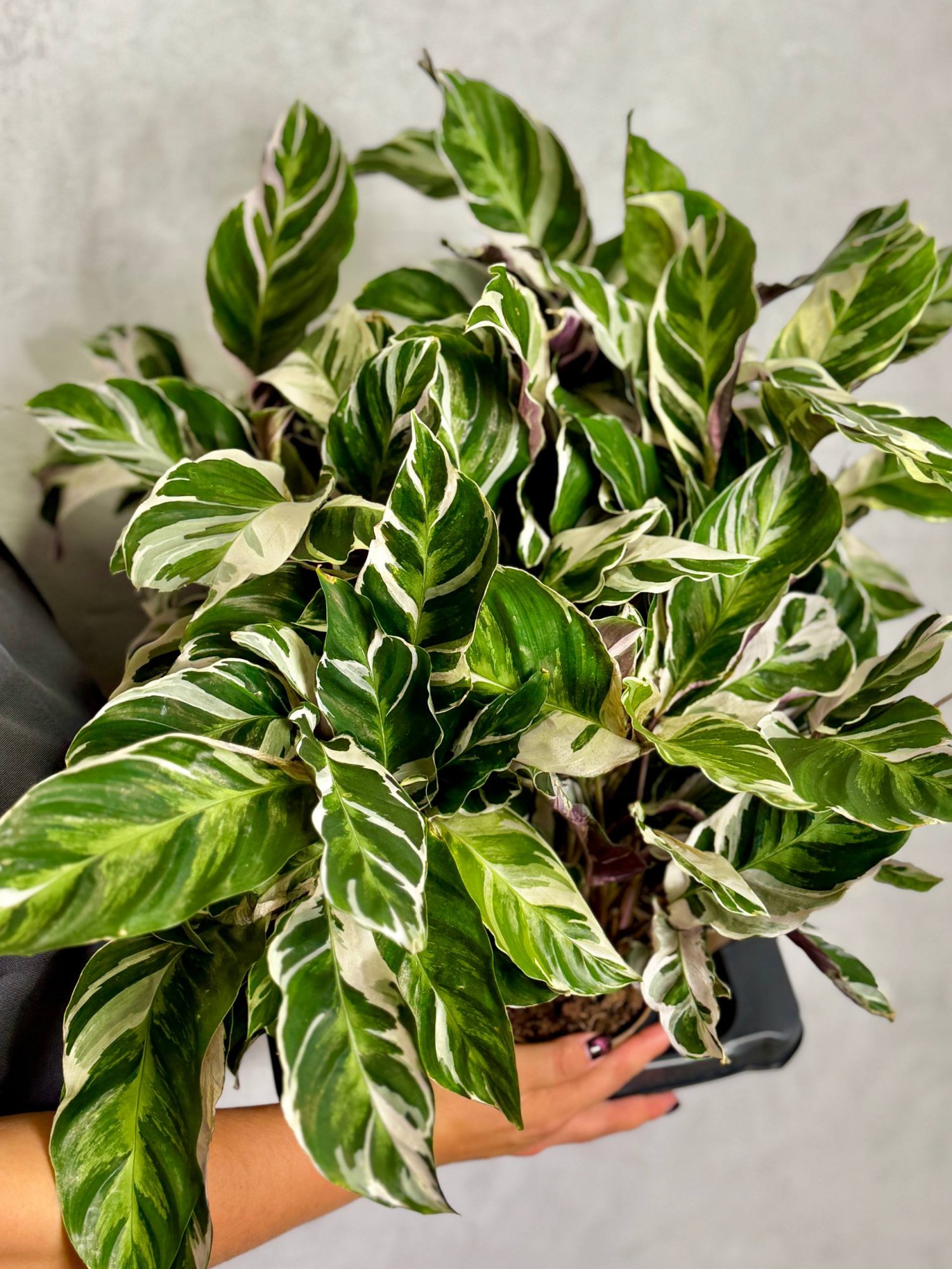 Калатея Вайт Фьюжин (Calathea White Fusion) D12см