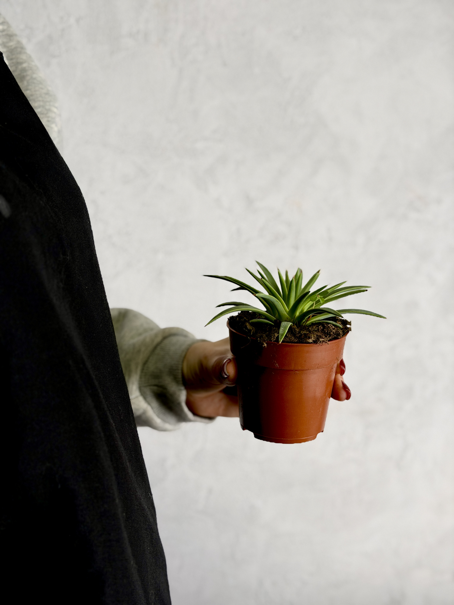 Агава Стрикта Нана (Agave Stricta Nana) D8,5см
