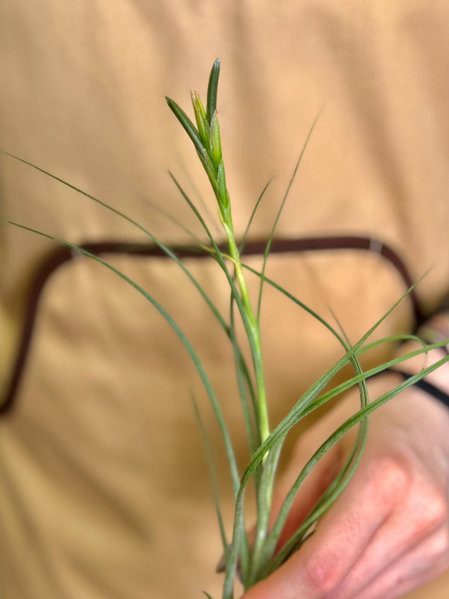 Тилландсия Шидеана (Tillandsia Schiedeana)