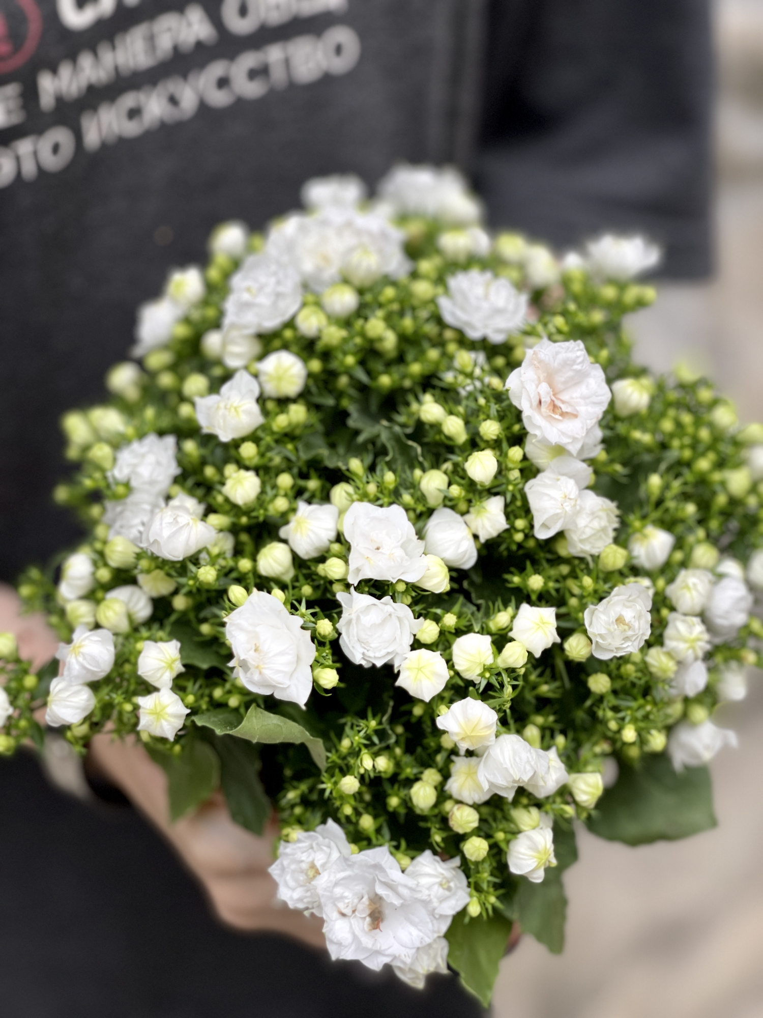 Кампанула Лайк Ми Вайт (Campanula Like Mee White) D10см