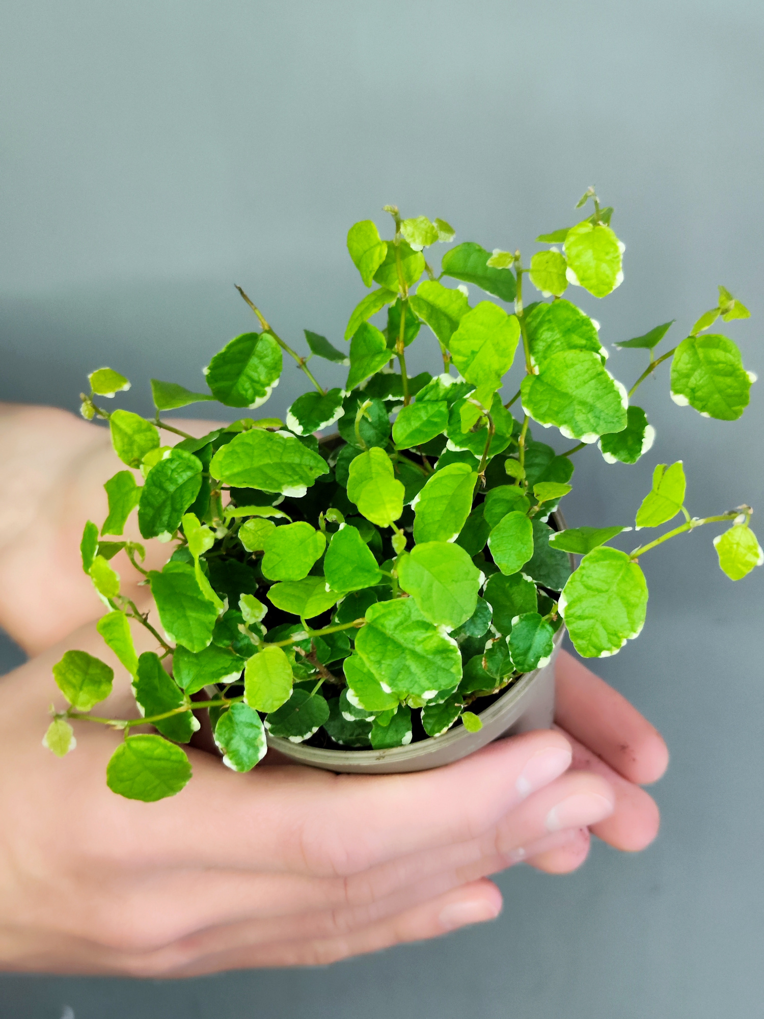 Фикус Пумила Уайт Санни (Ficus Pumila White Sunny) D9см