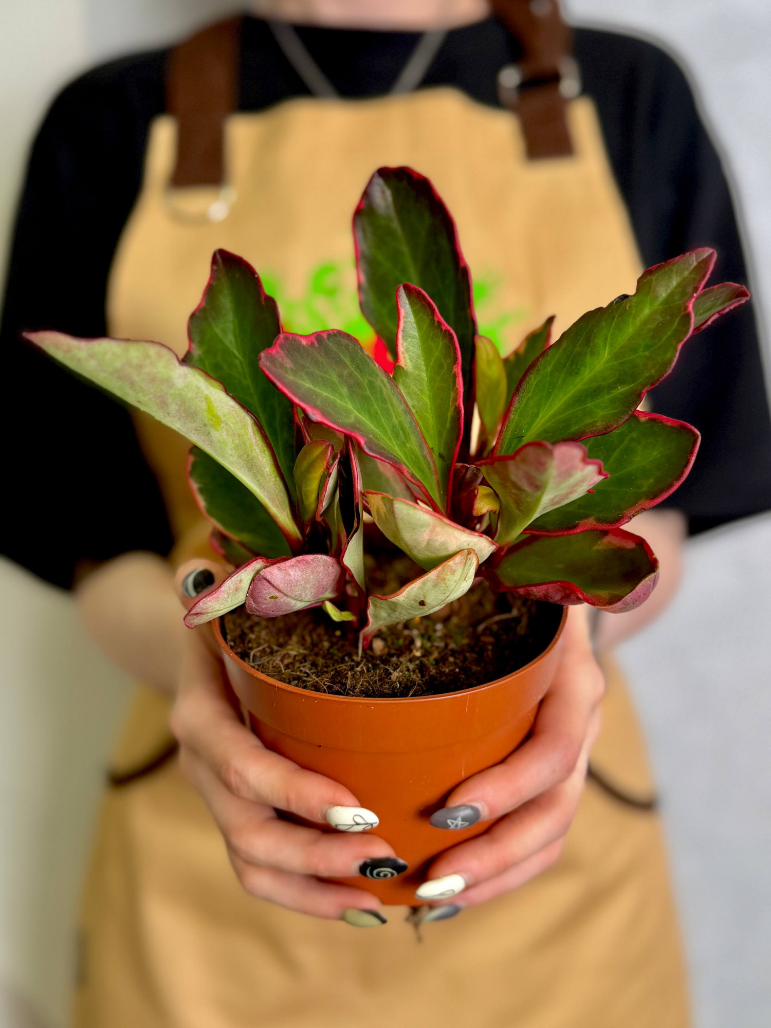 Пеперомия Клузиелистная Джелли (Peperomia Clusiifolia Jellie) D12см