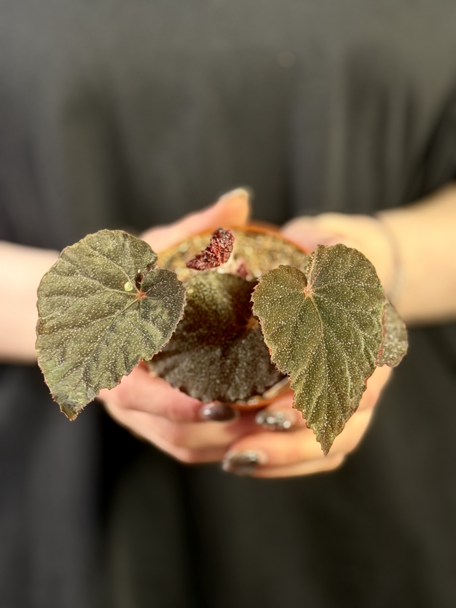 Бегония Таконит (Begonia Taconite) D8см