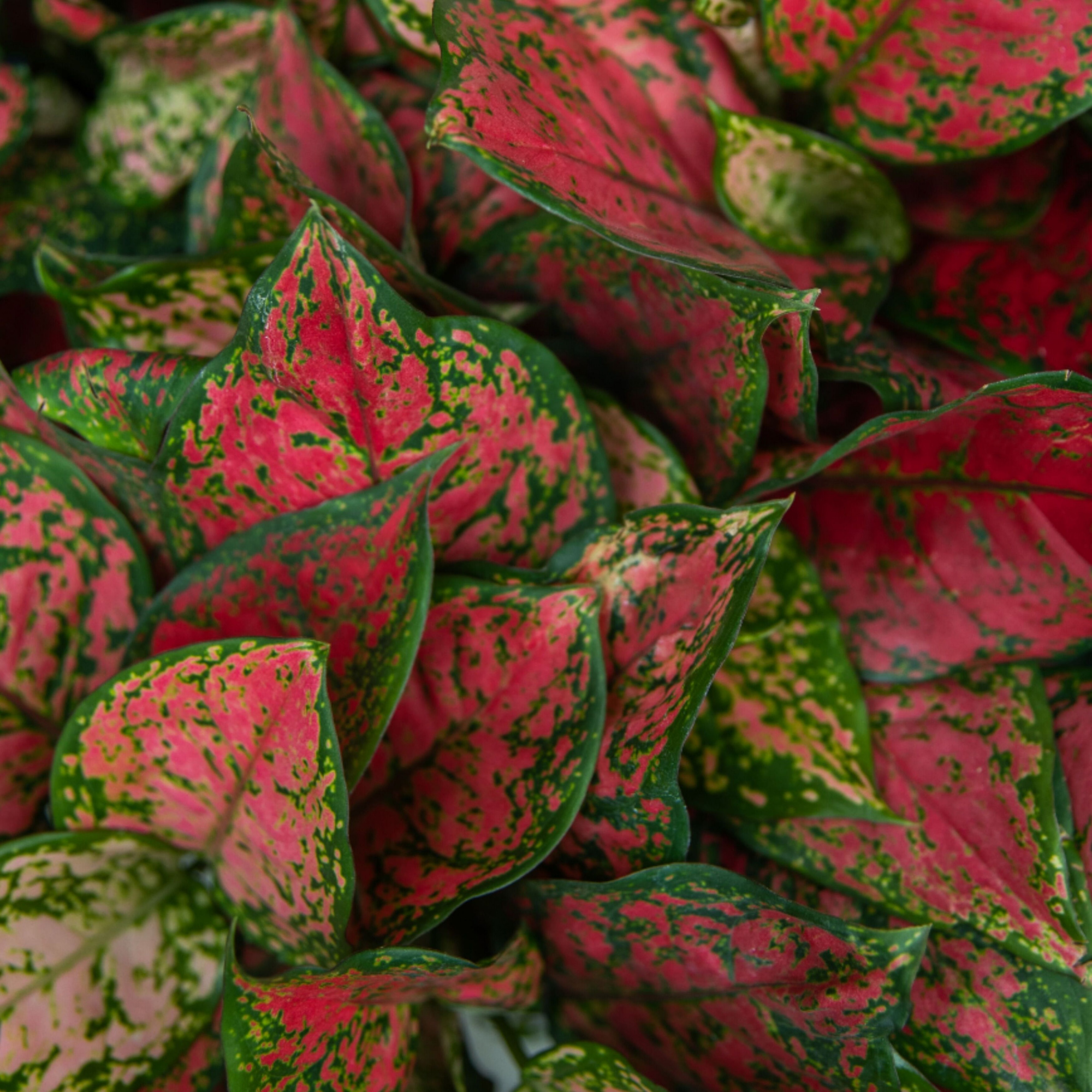 Аглаонема Ред Руби (Aglaonema Red Ruby) D12см