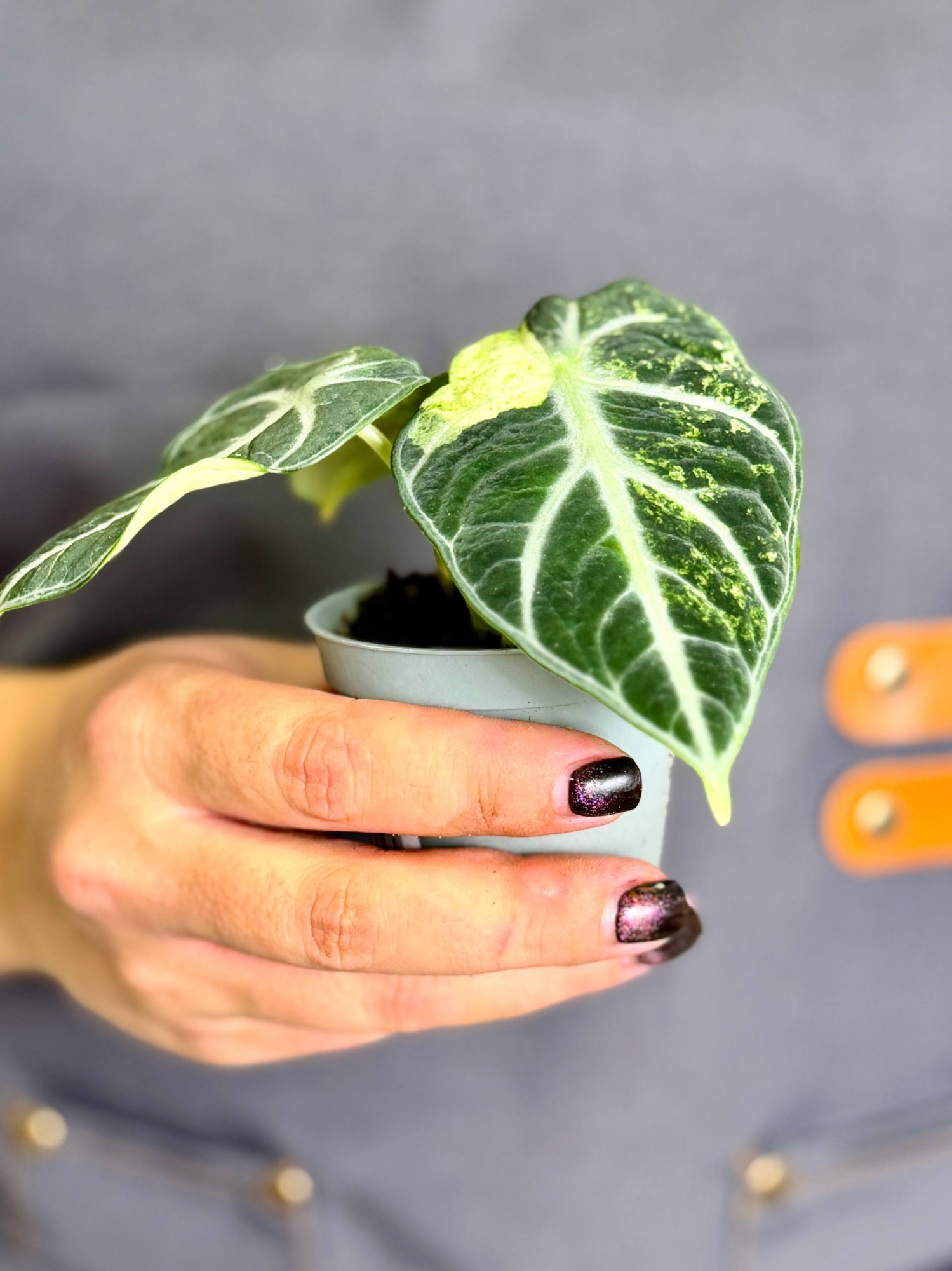 Алоказия Ниндзя Вариегатная (Alocasia Ninja Variegated) D6см