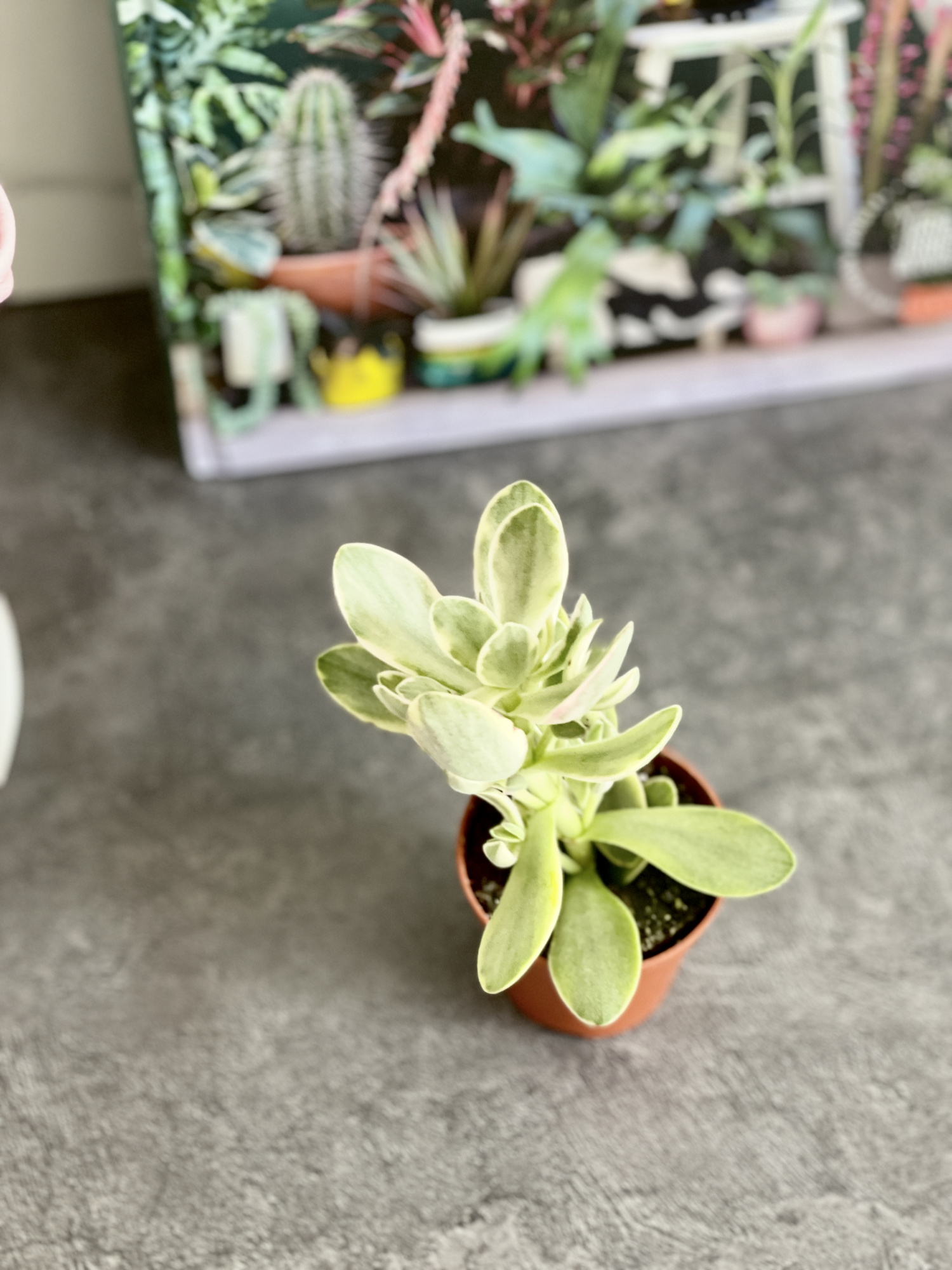 Крассула Мани Мейкер Грин (Crassula Moneymaker Varigated Green) D5см