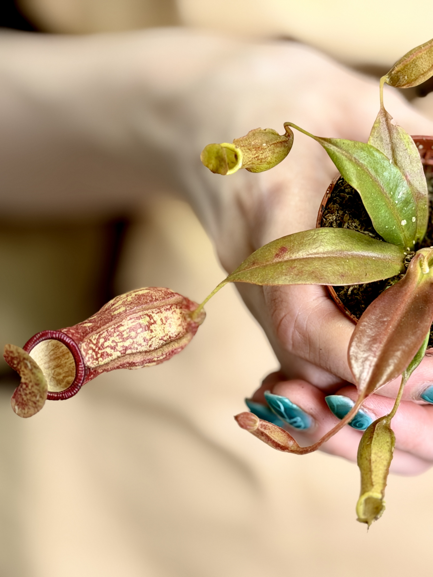 Непентес Гая Мини (Nepenthes Gaya Mini) D5см
