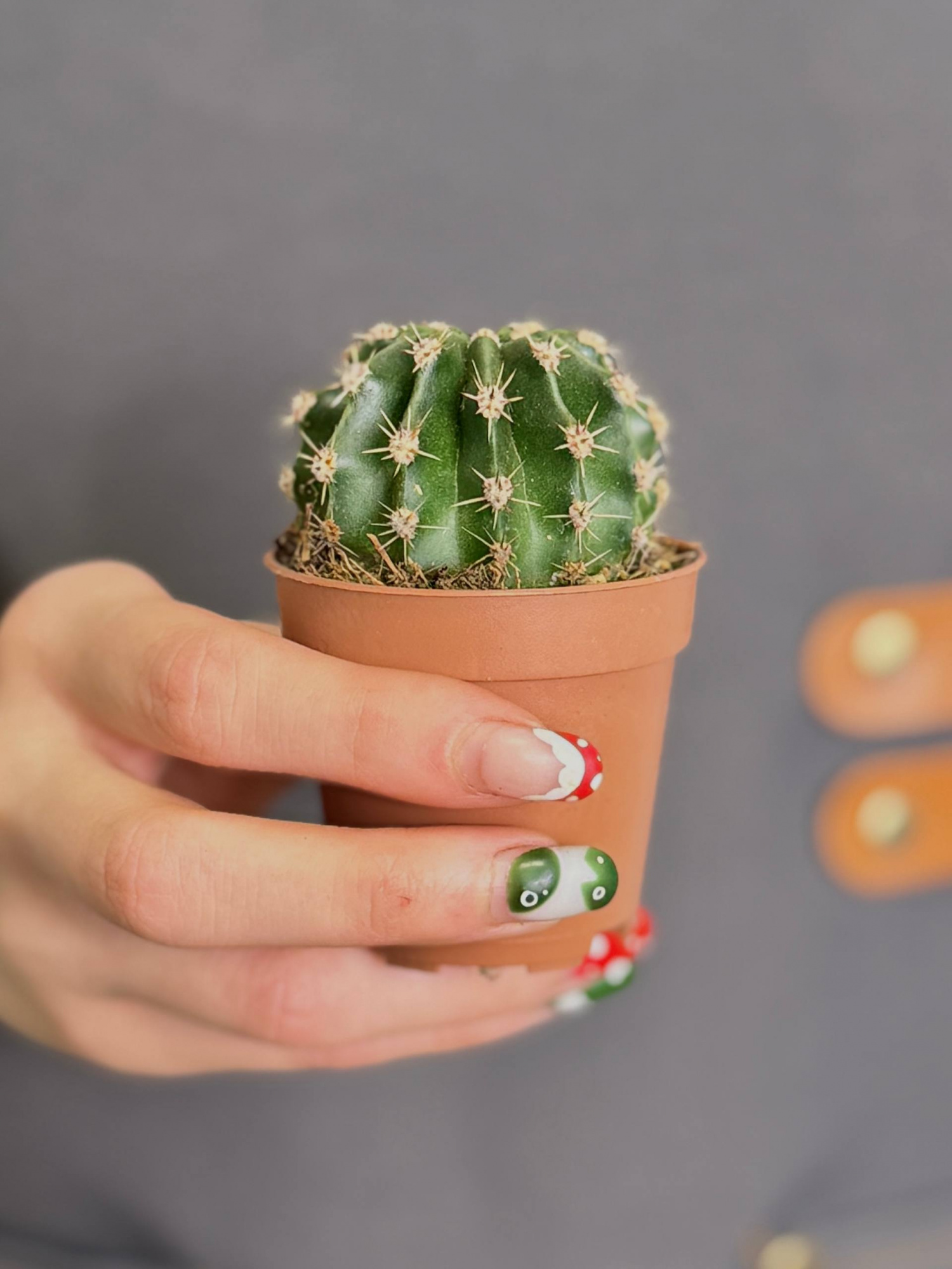 Эхинопсис Эрье (Echinopsis Eyriesii) D5см