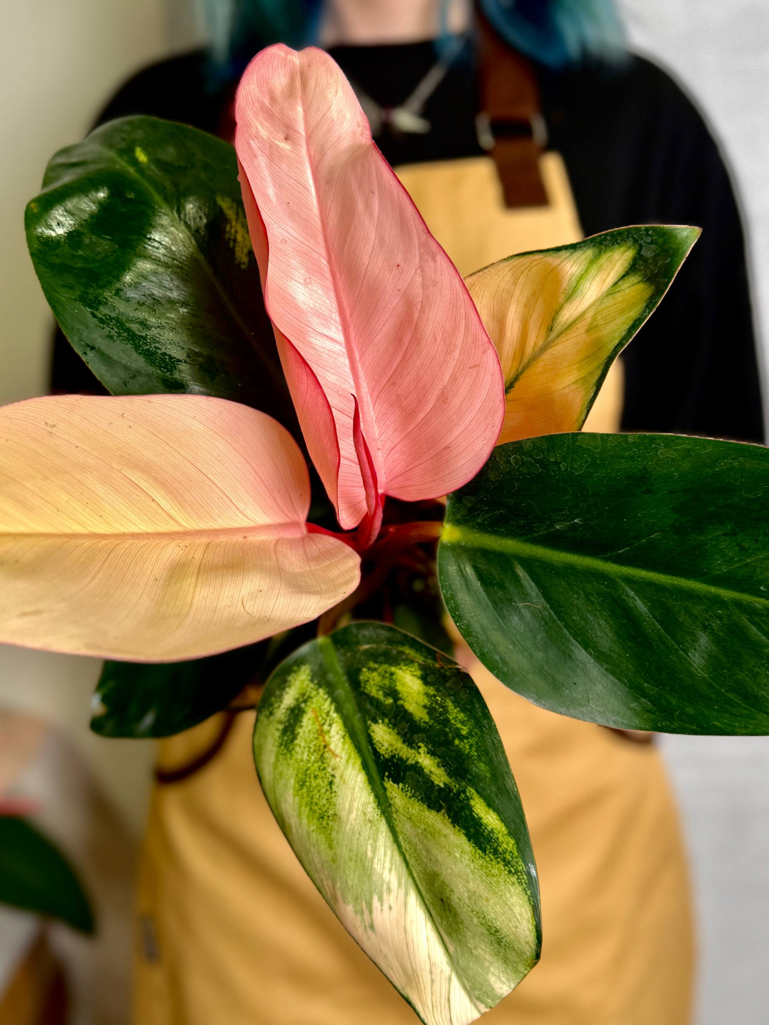 Филодендрон Пинк Конго (Philodendron Rojo Pink Congo) D9см