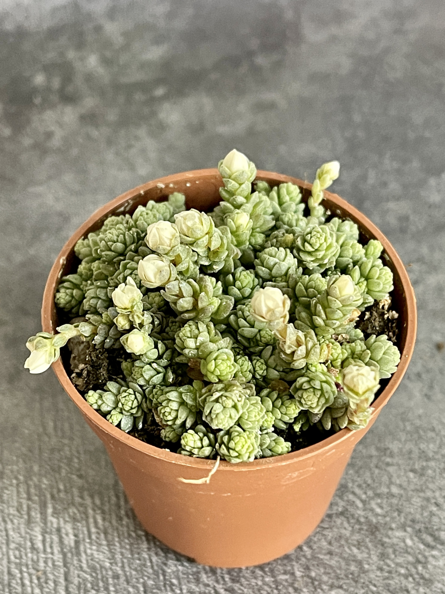 Седум Компактум (Sedum Compactum Rose) D5см