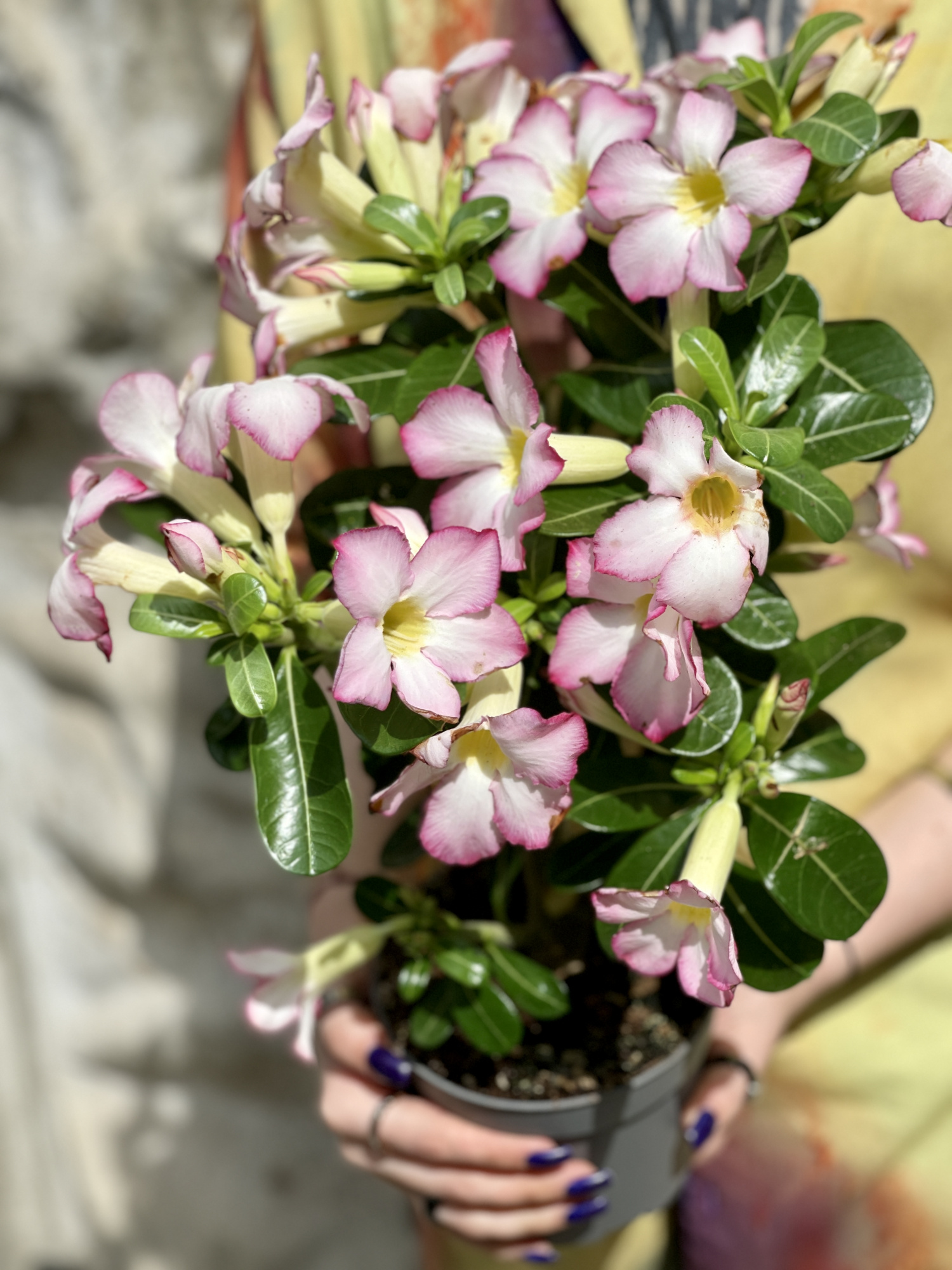 Адениум Тучный Пинк Стар (Adenium Obesum Pink Star) D12см