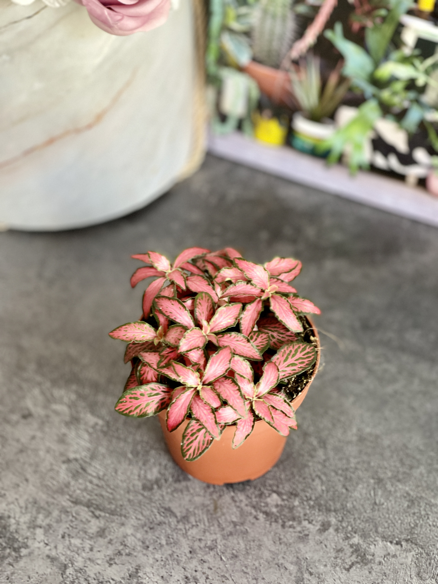 Фиттония Форест Флейм (Fittonia Forest Flame) D8,5см