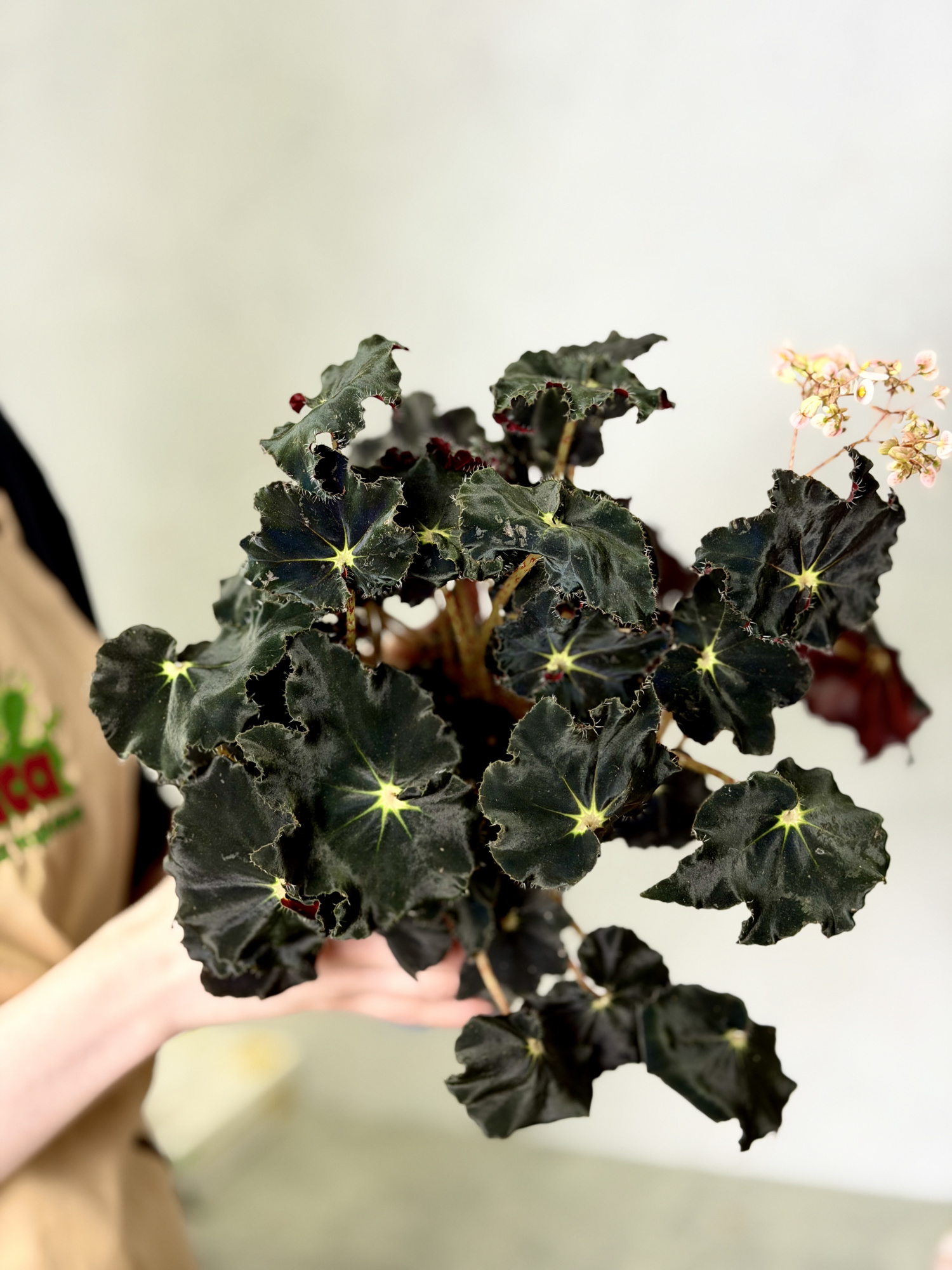 Бегония Черная Мамба (Begonia Rex Dark Mambo) D12см