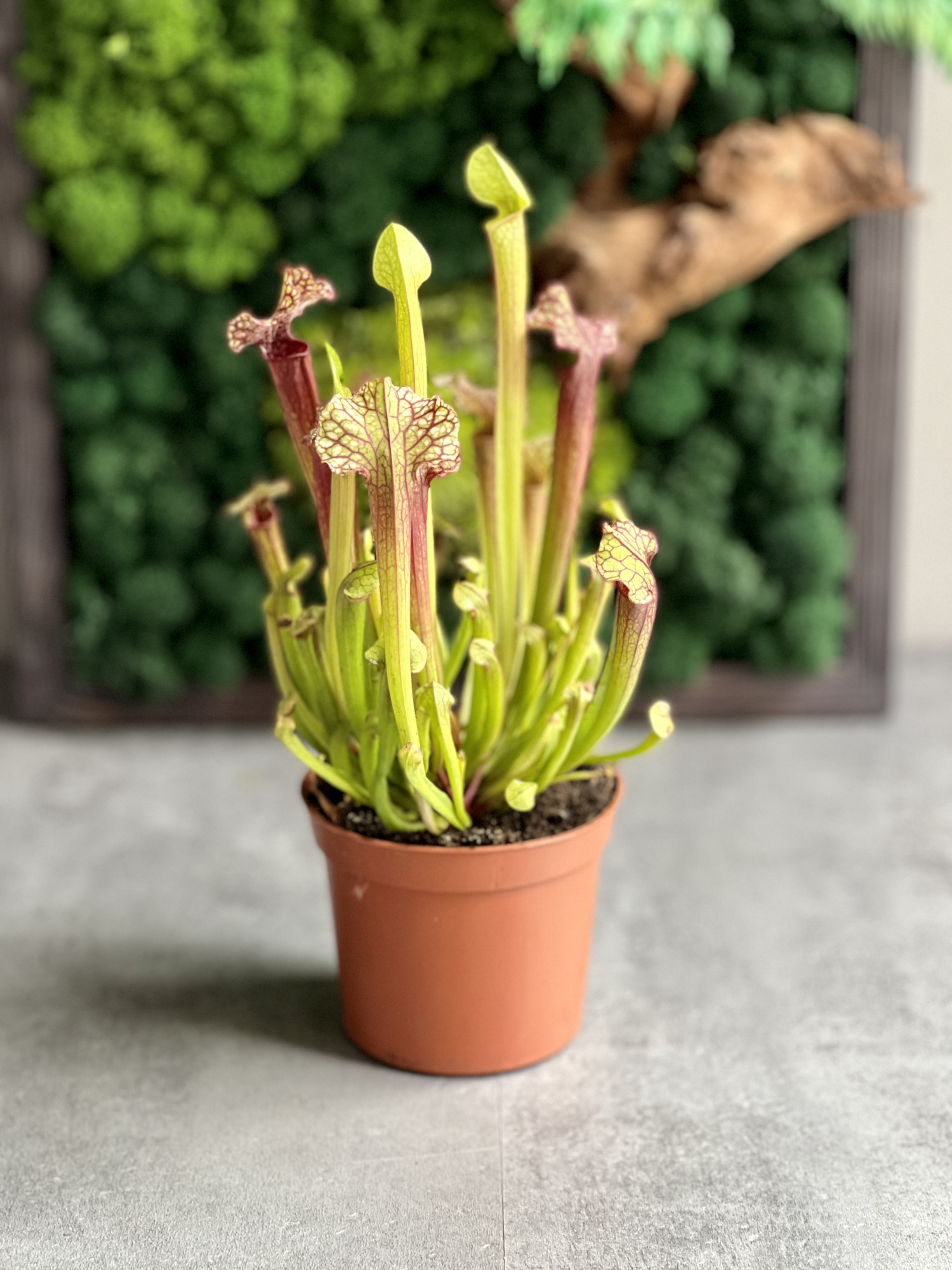 Саррацения Джудит Хиндл (Sarracenia «Judith Hindle») D9см