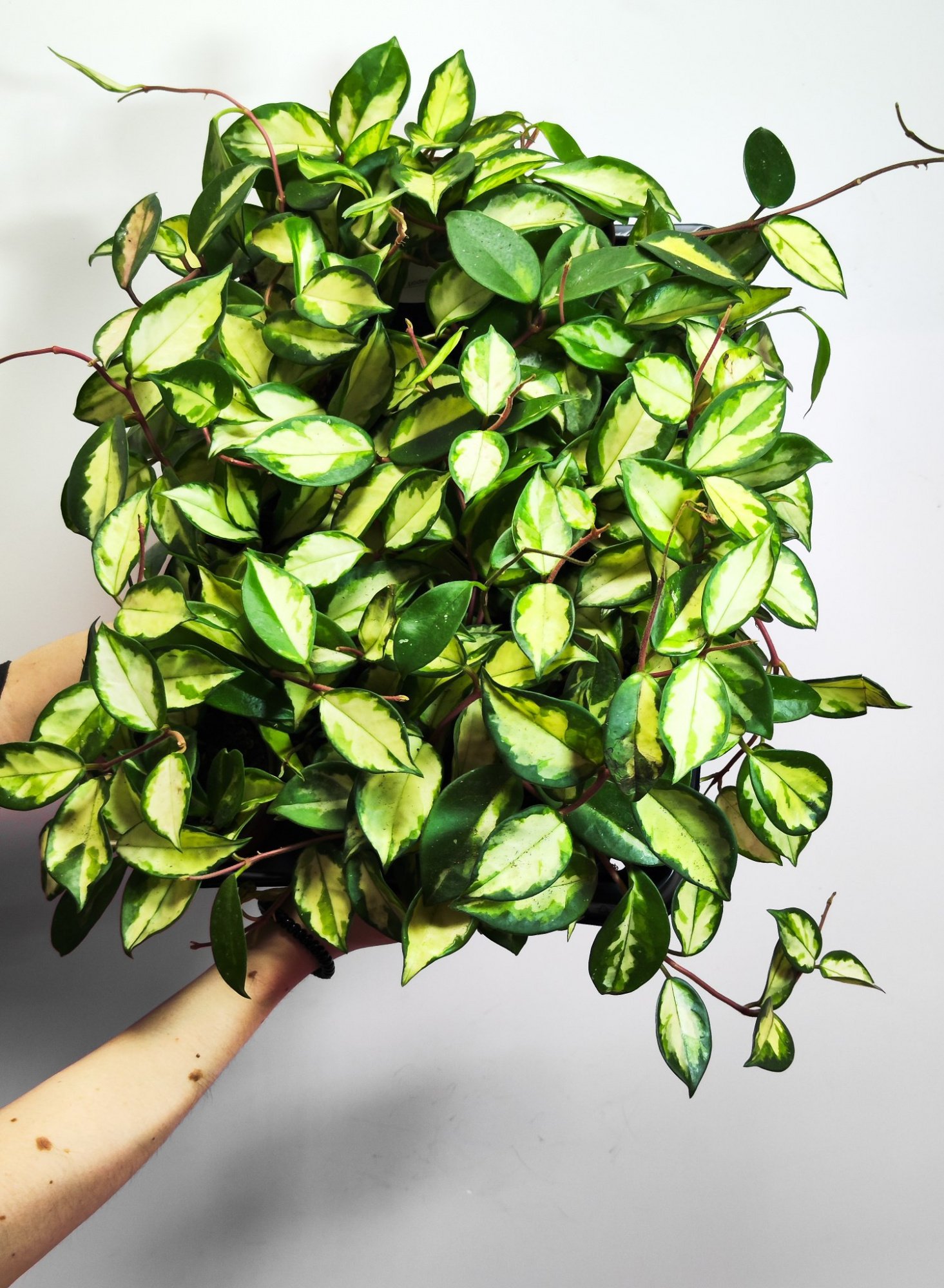 Хойя Карноза Триколор (Hoya Carnosa Tricolor) D9см