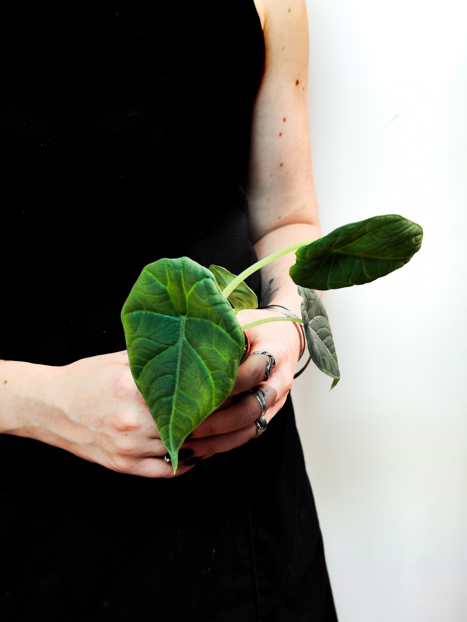 Алоказия Махарани (Alocasia Maharani) D8см