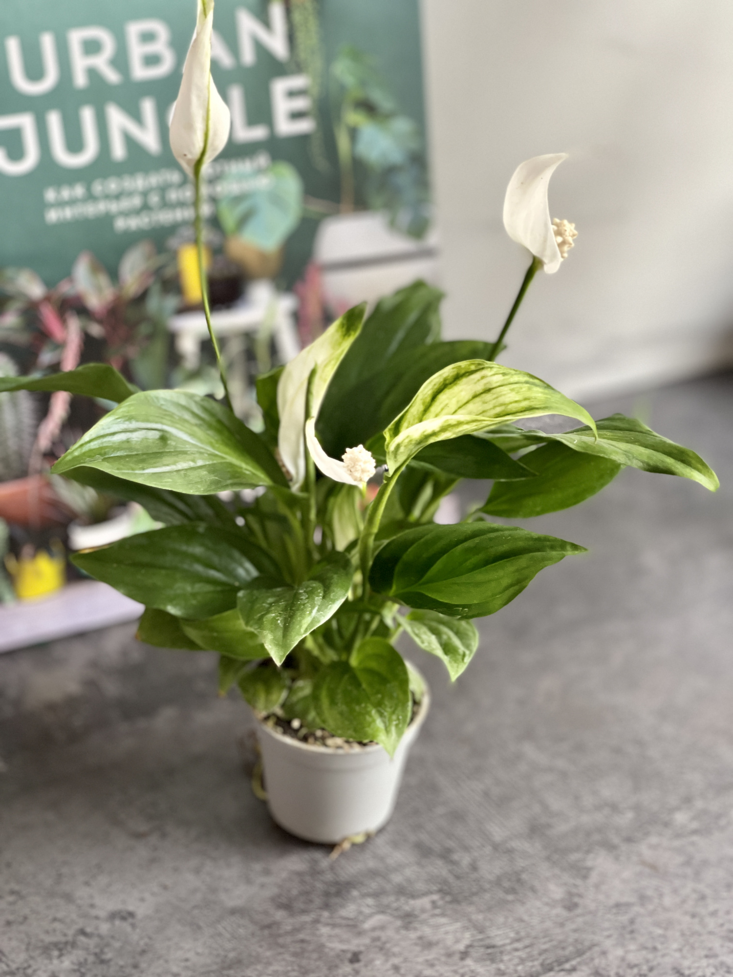 Спатифиллум Перл Купидо (Spathiphyllum Pearl Cupido) D7см