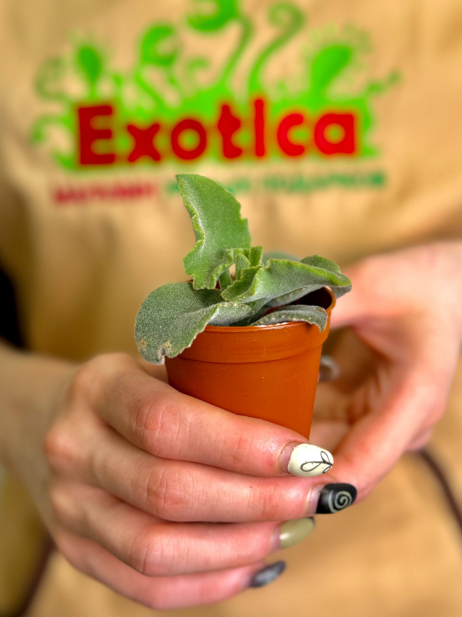 Каланхоэ Бехарское Мальтийский Крест (Kalanchoe Beharensis Maltese Cross) D5см