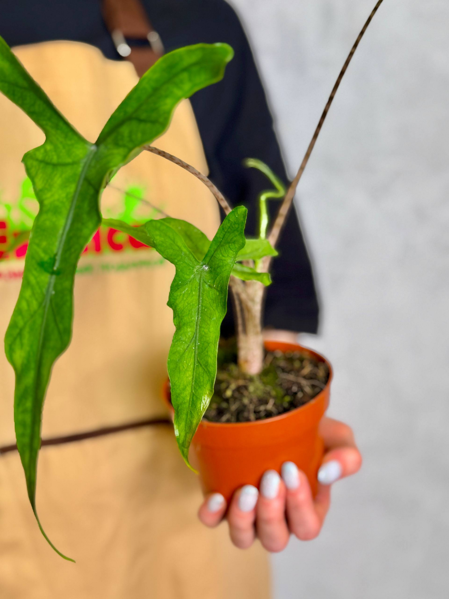 Алоказия Сабрина Нэрроу (Alocasia Sabrina Narrow) D12см