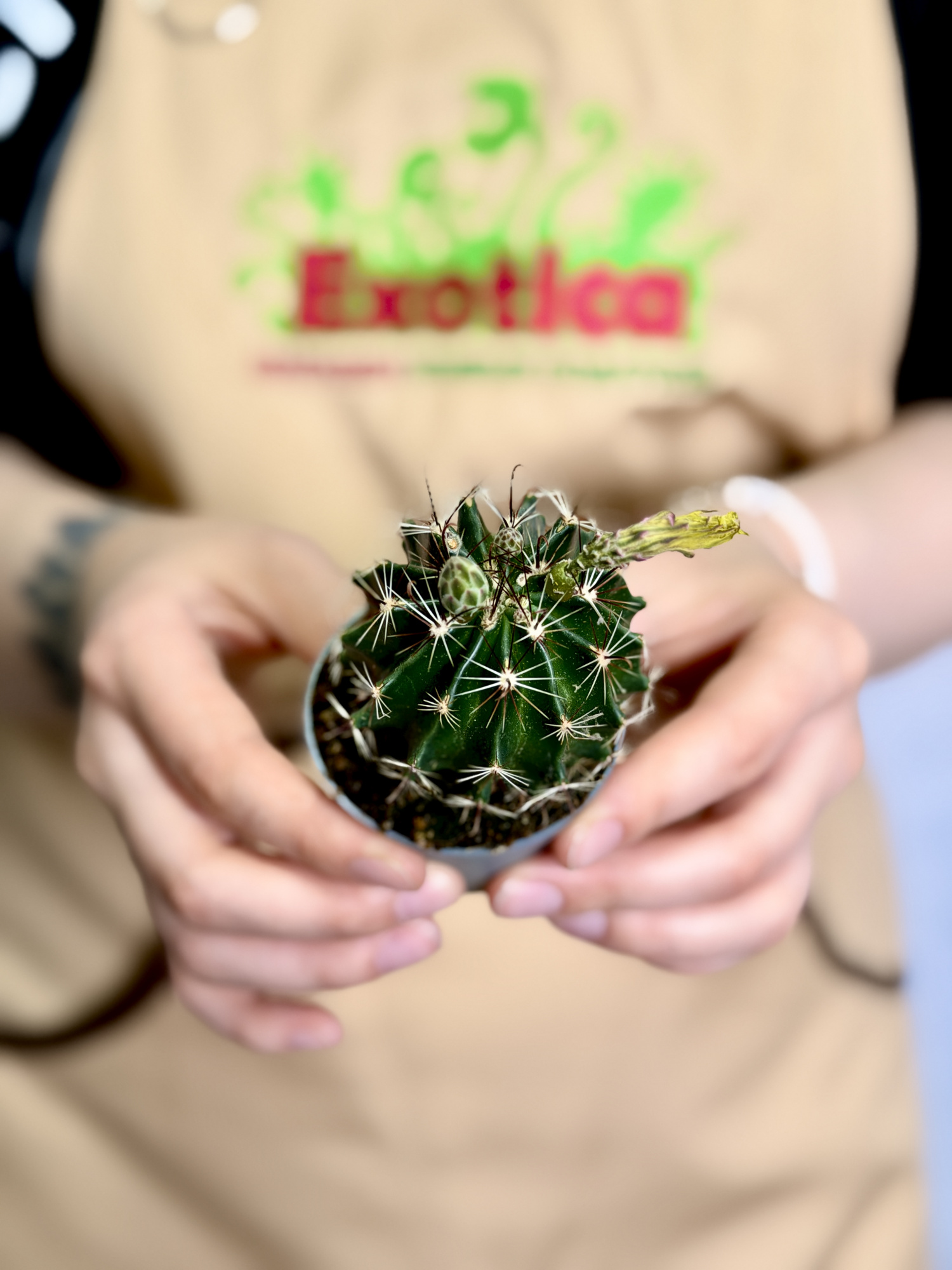 Гимнокалициум Балдианум Йеллоу (Gymnocalycium Baldianum cv. Yellow) D6см