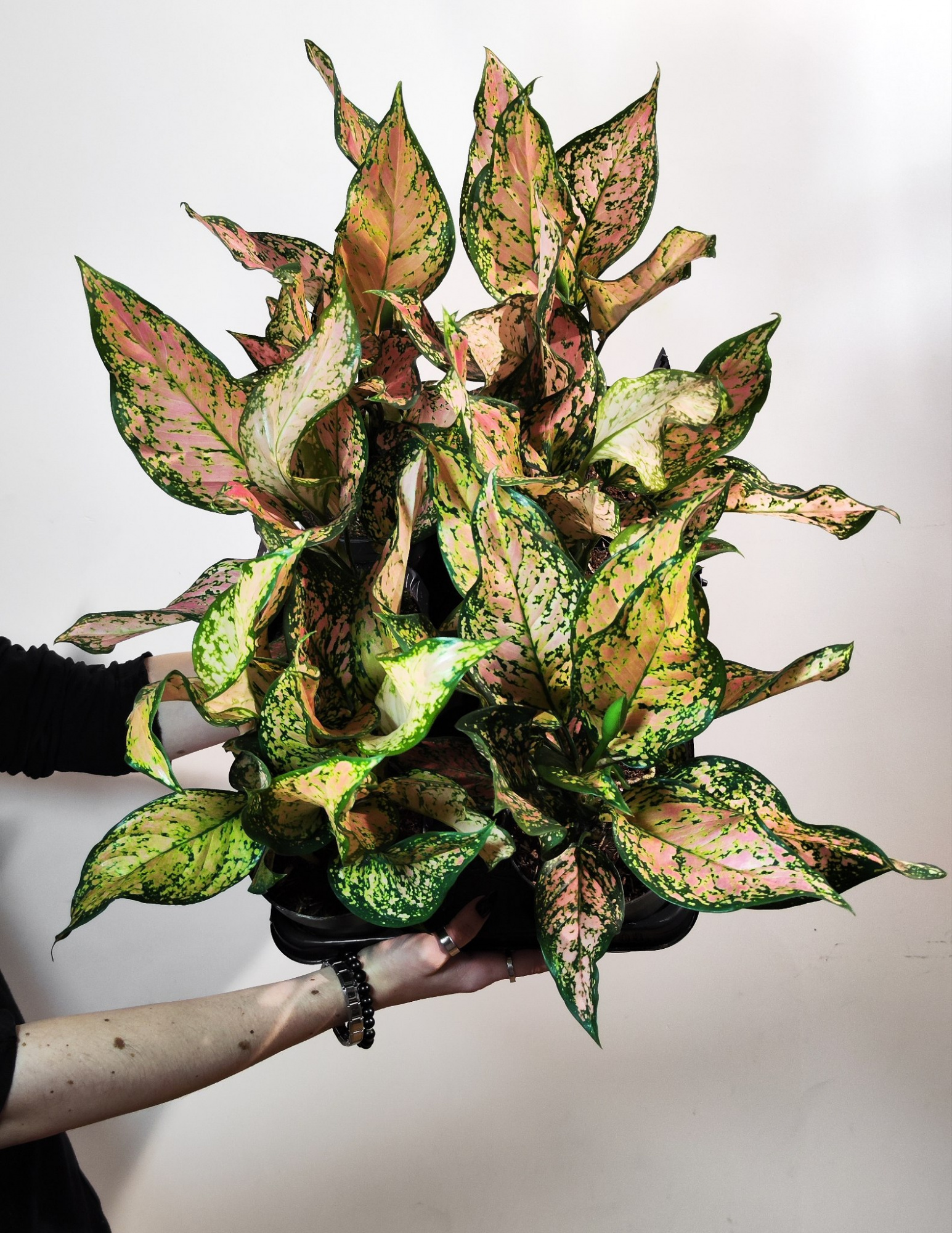 Аглаонема Пинк Долфин (Aglaonema Pink Dolphin) D12см