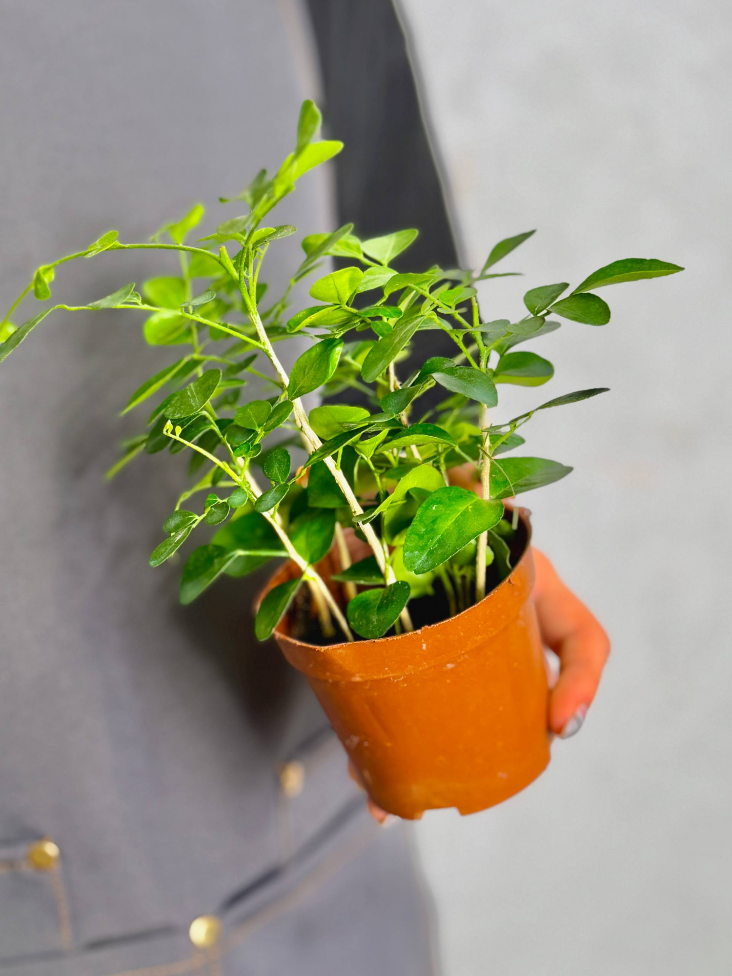 Мурайя (Муррайя) Метельчатая (Murraya Paniculata) D9см