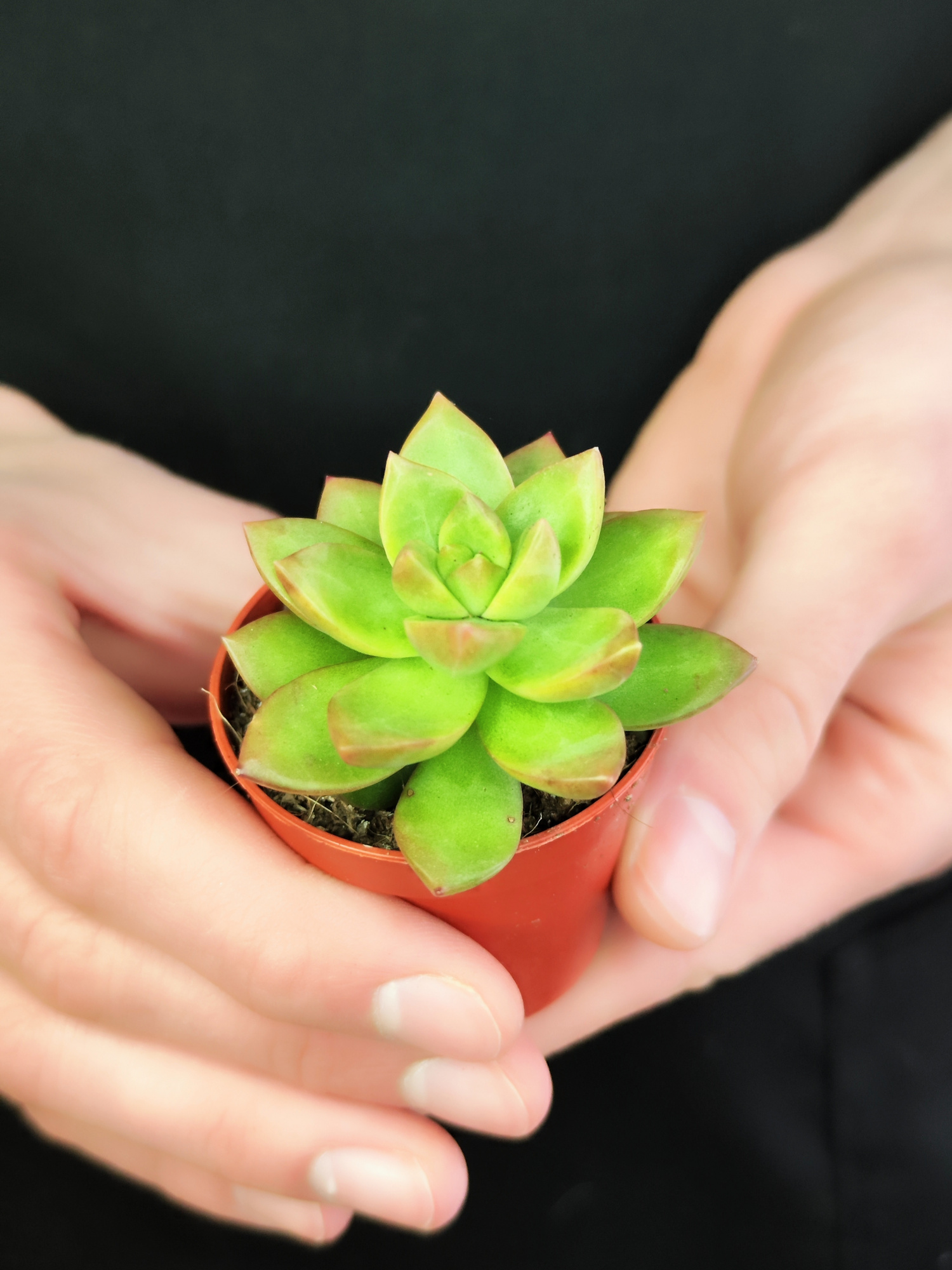 Седум Нуссбаумера Мини (Sedum Nussbaumeriana) D5см