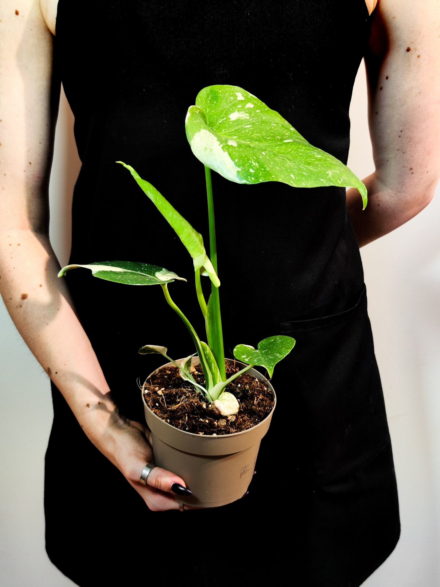 Монстера Деликатесная Тайское Созвездие (Monstera Thai Constellation) D12см