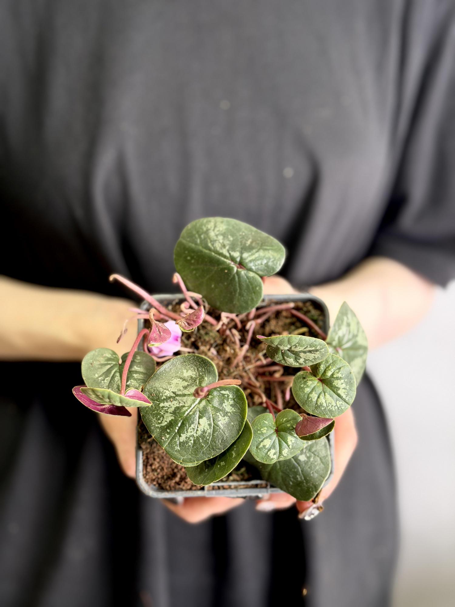 Цикламен Косский Лайт Роуз (Cyclamen Coum Light Rose) D8см