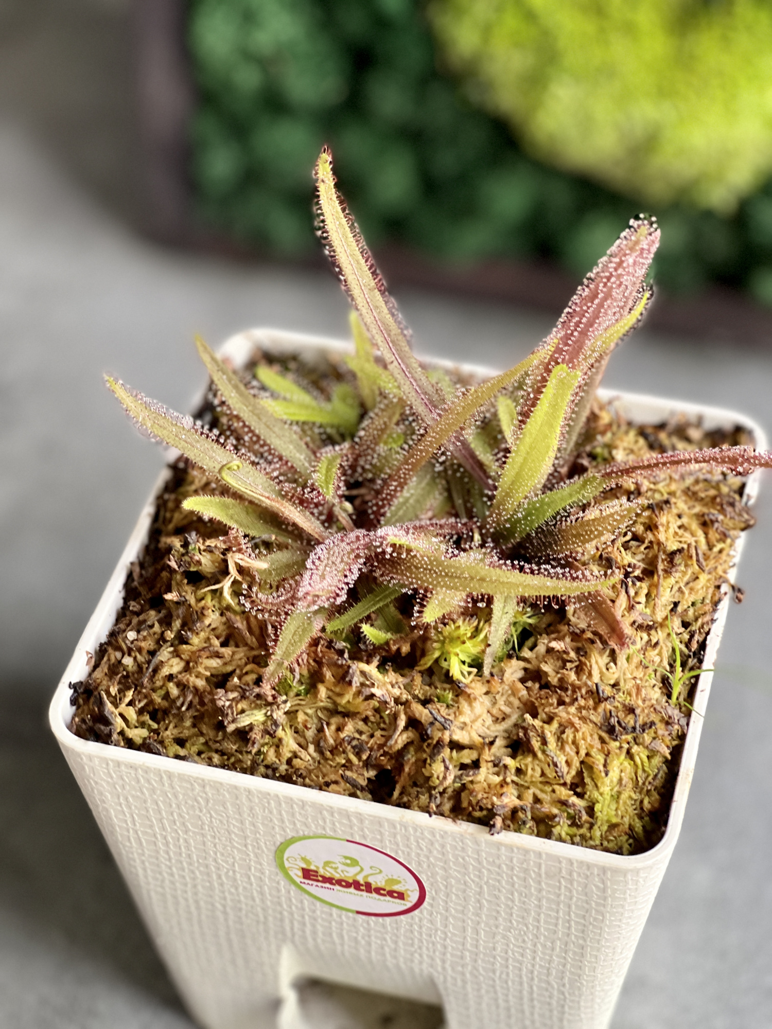Росянка Адель (Drosera adelae) пересаженная D12см